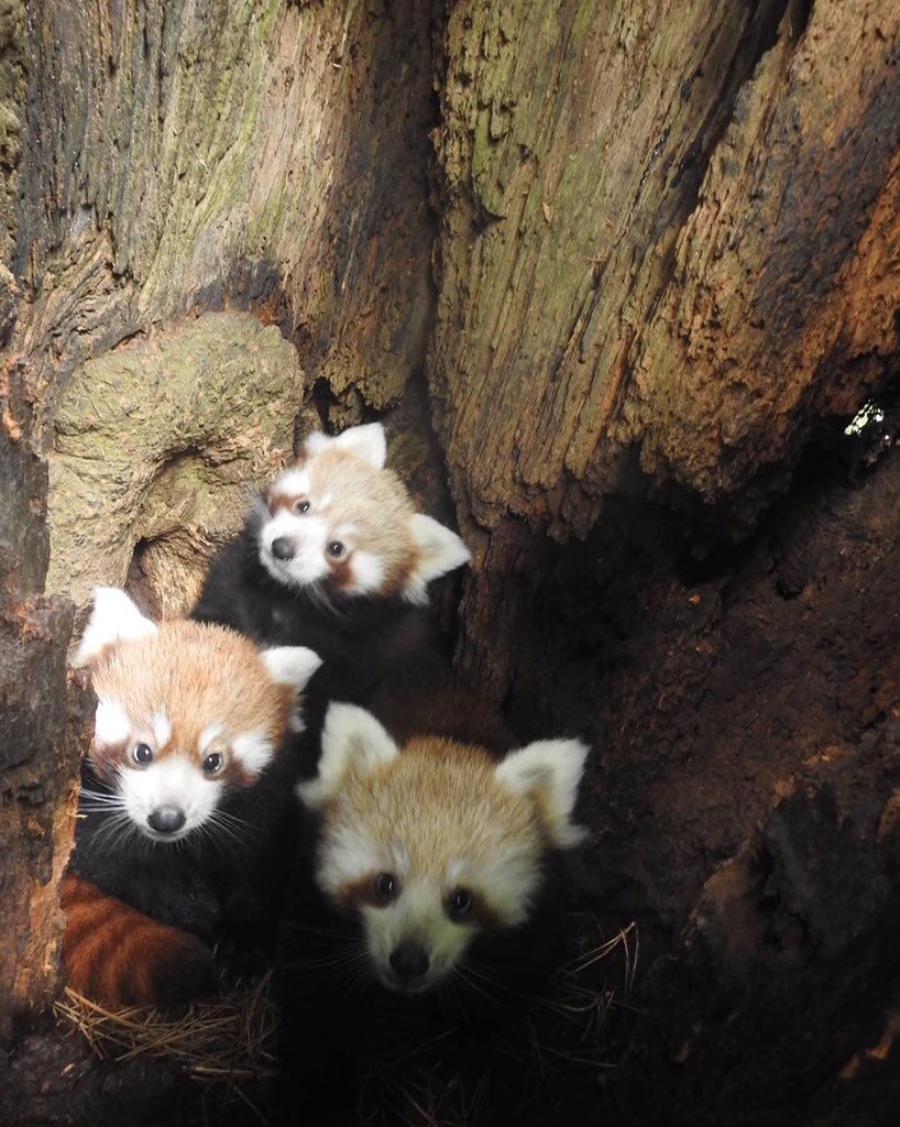 Red panda family living in a tree hollow r/aww