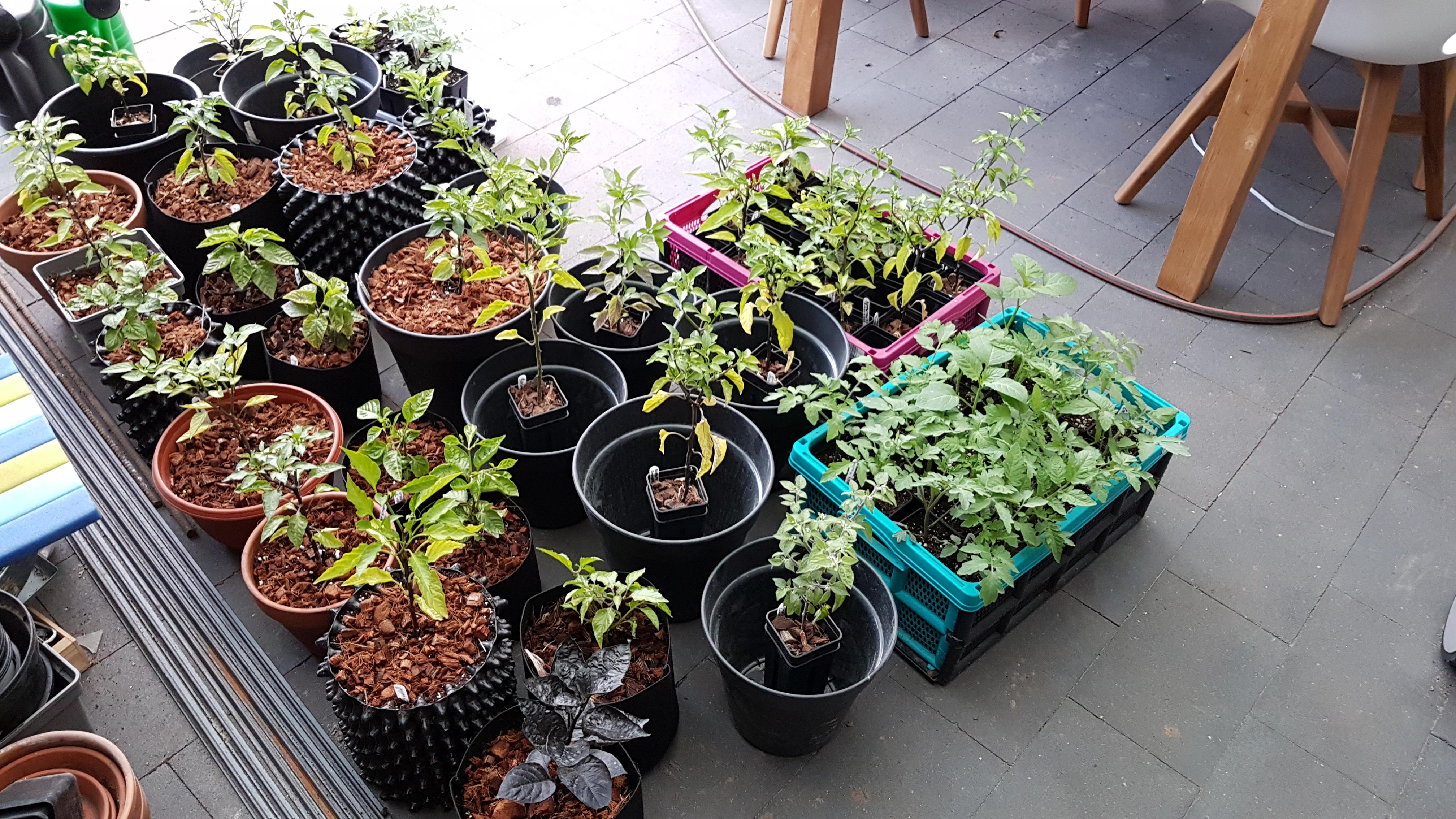 The peppers are moving up a size! Half of my plants done, remaining