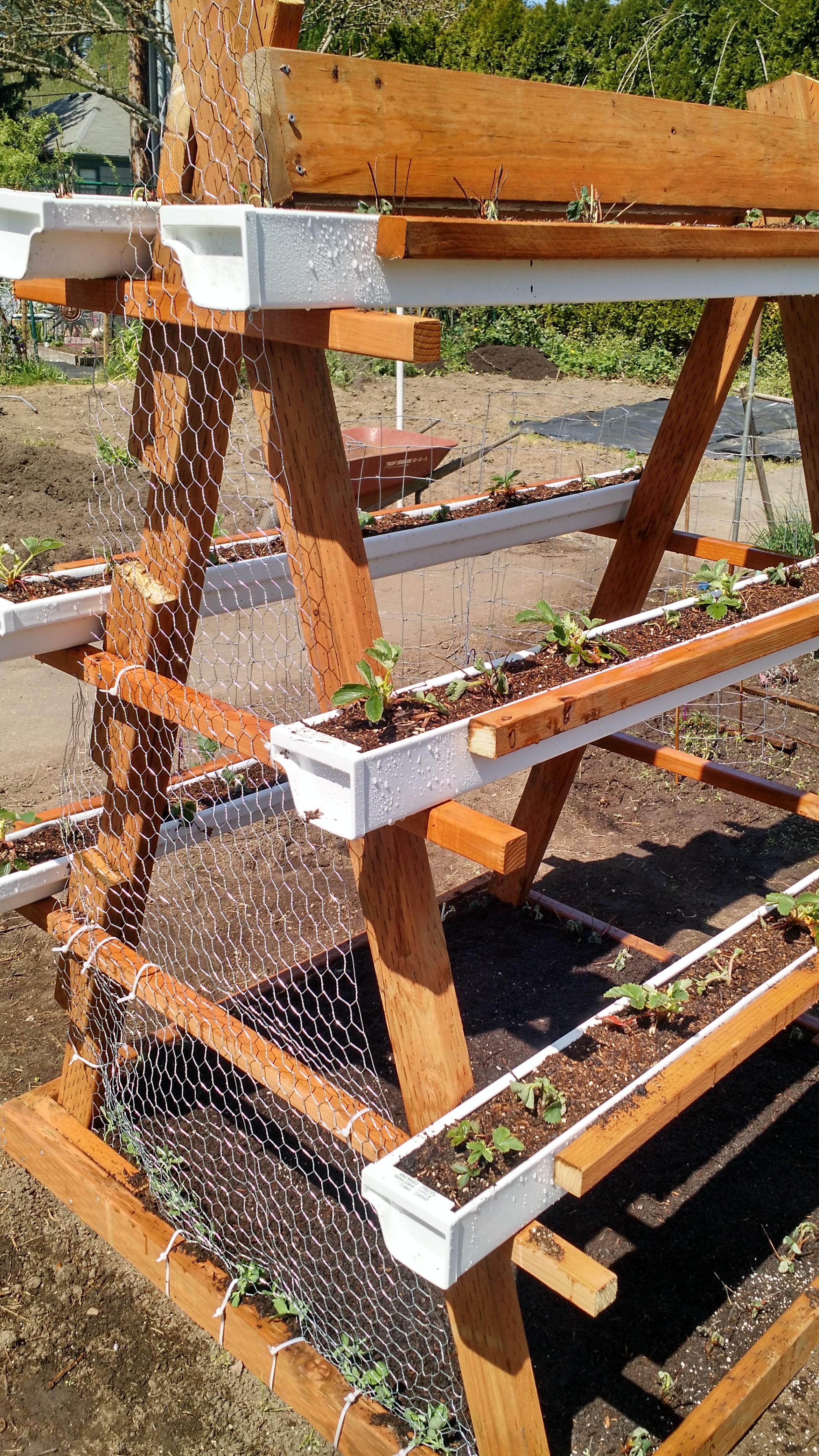 DIY vertical gardening structure with strawberries and