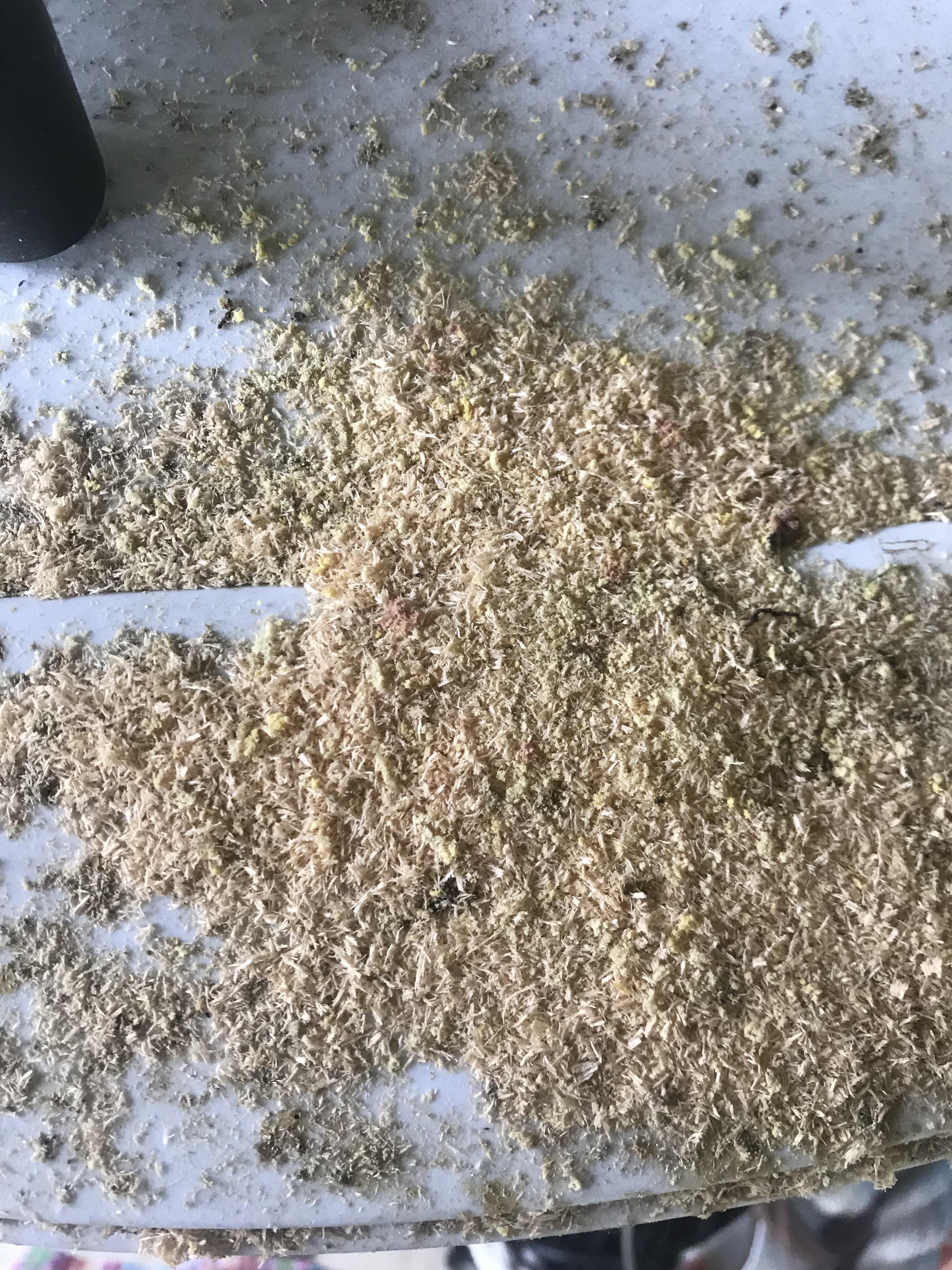 Is my house about to collapse? What is this saw dust looking stuff that keeps accumulating on my