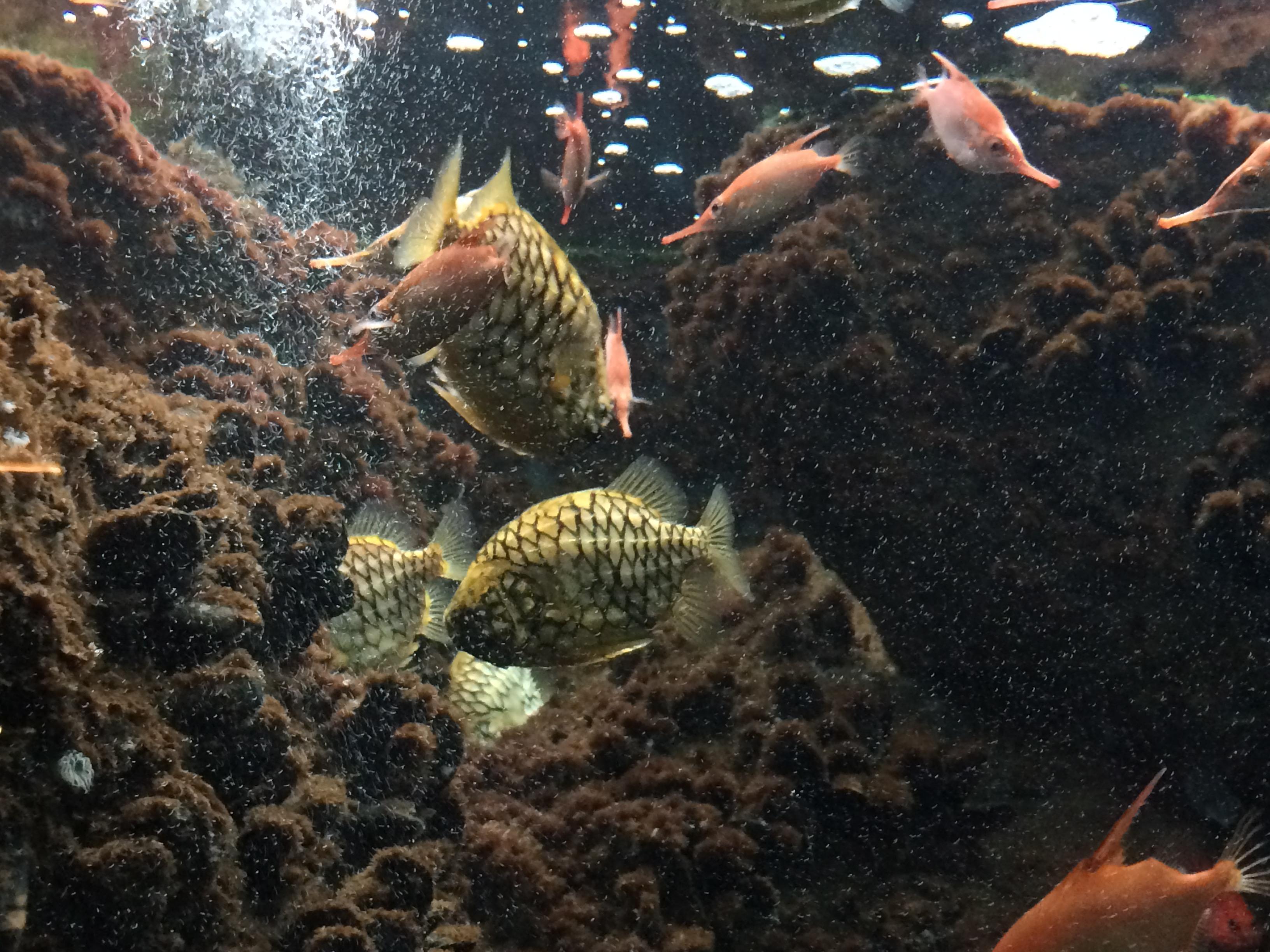 Pineapple Fish at the shedd aquarium in chicago! r/KnightsOfPineapple