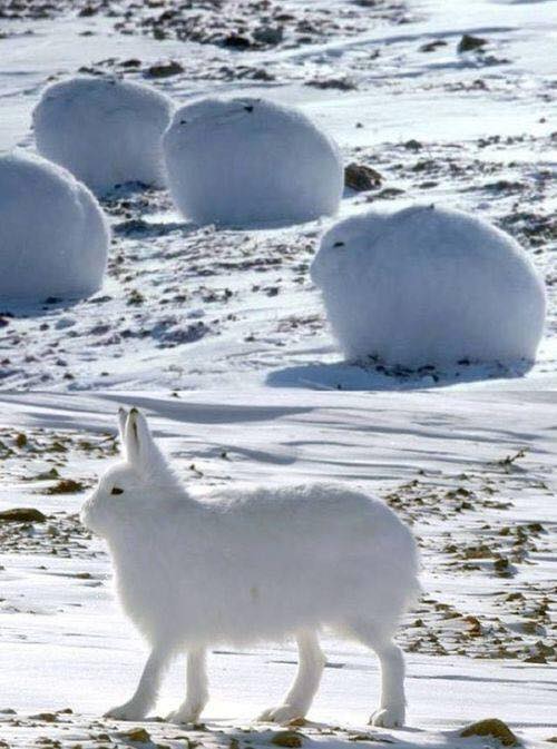 The Arctic hare, also known as the polar rabbit r/pics