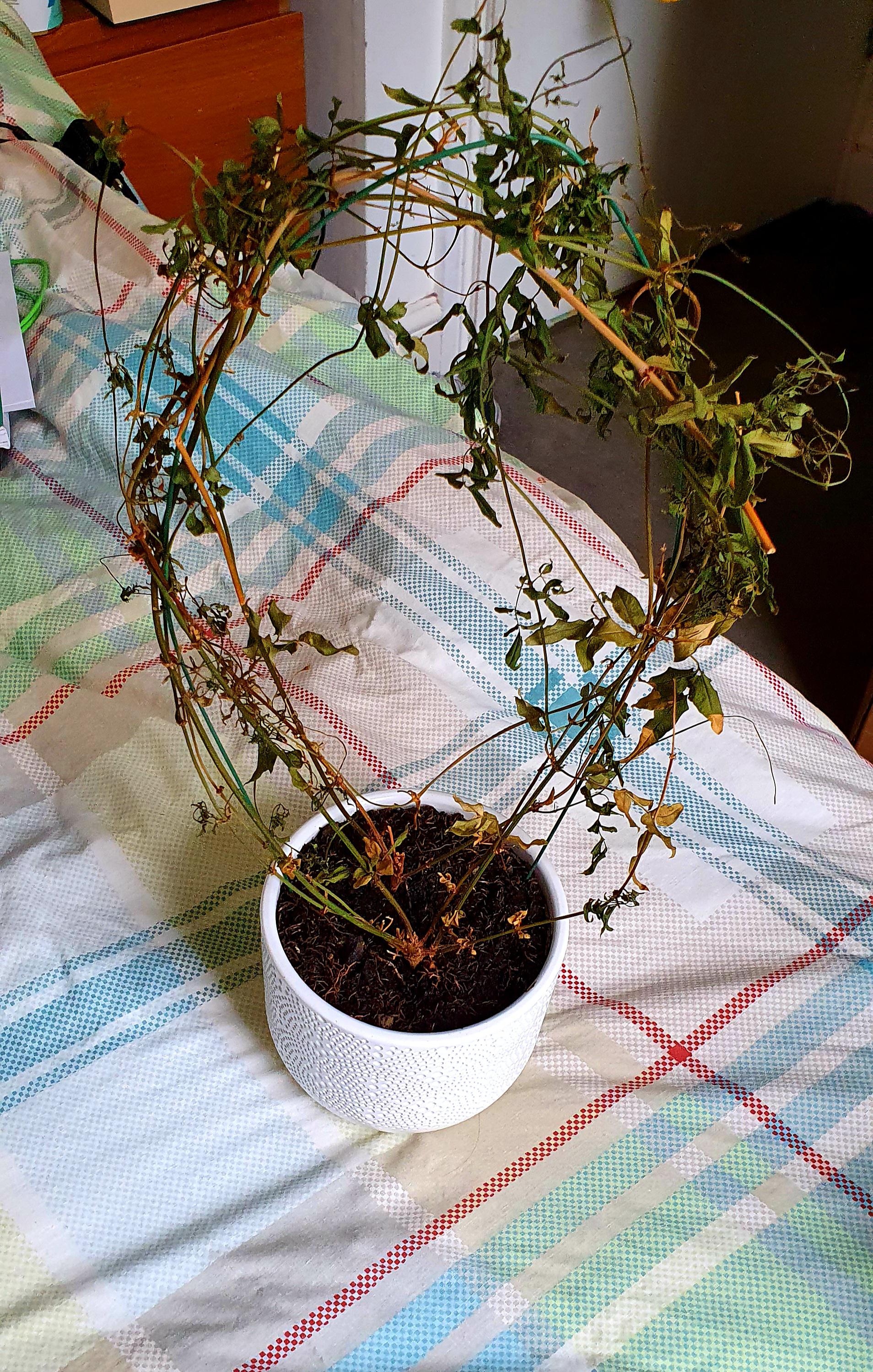 Is it possible to restore this jasmine plant back to its former glory? r/houseplants