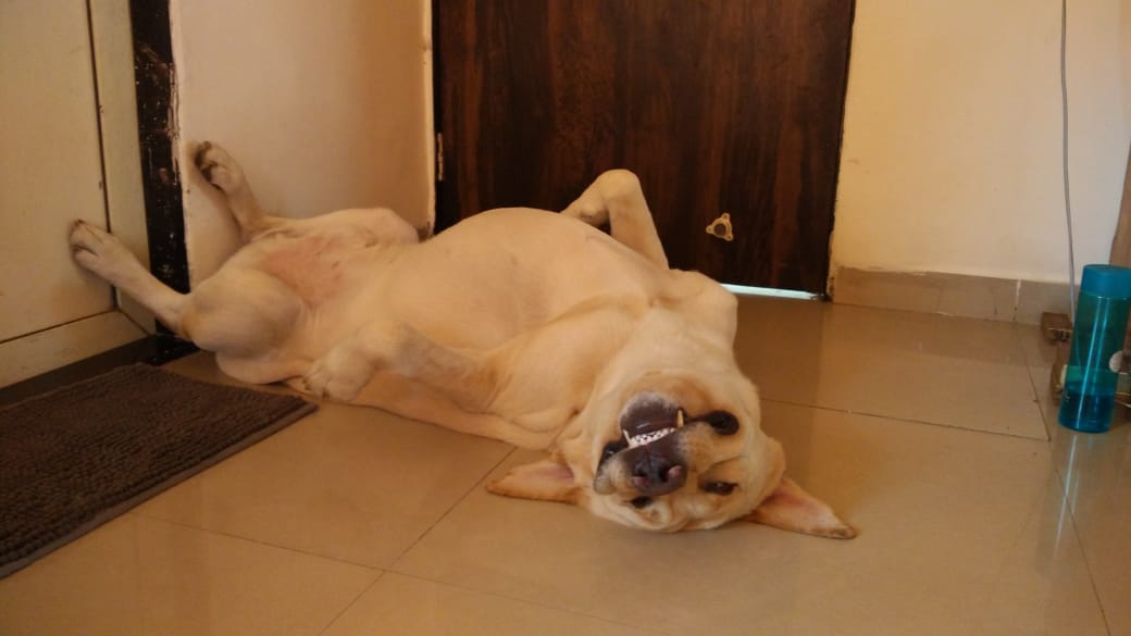 Is my dog possessed or what? r/funny