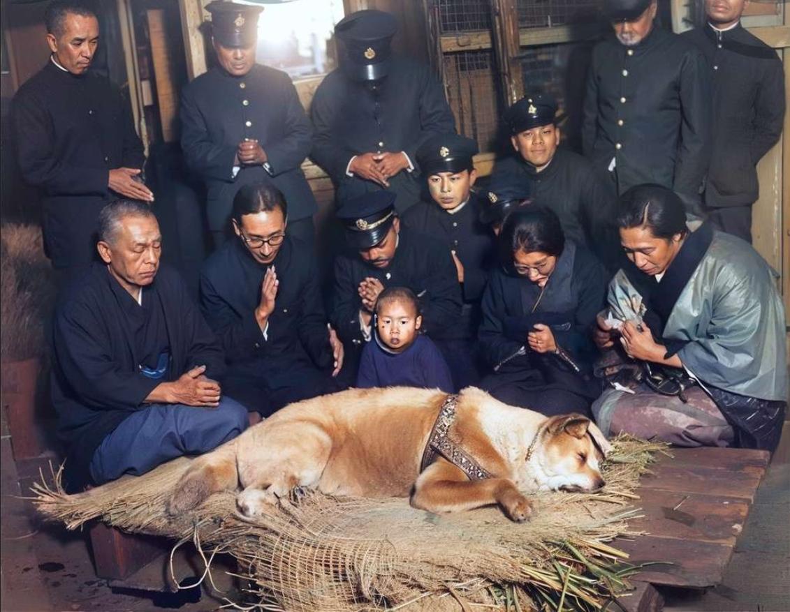 Last picture of Hachiko, the faithful dog who waited for over 9 years