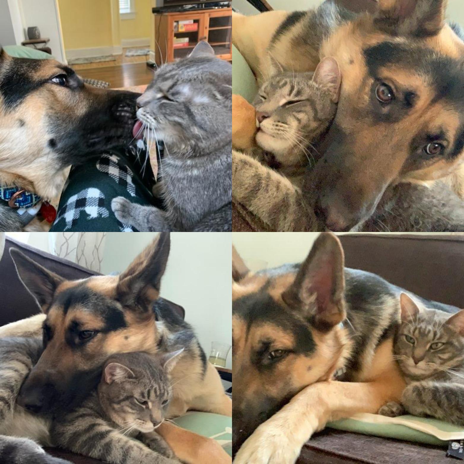 My cat and my roommate's dog are so sweet together r/unlikelyfriends