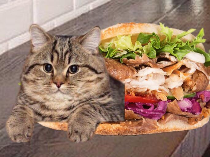 Theory of cats in kebab r/TheoryofCatsInSinks