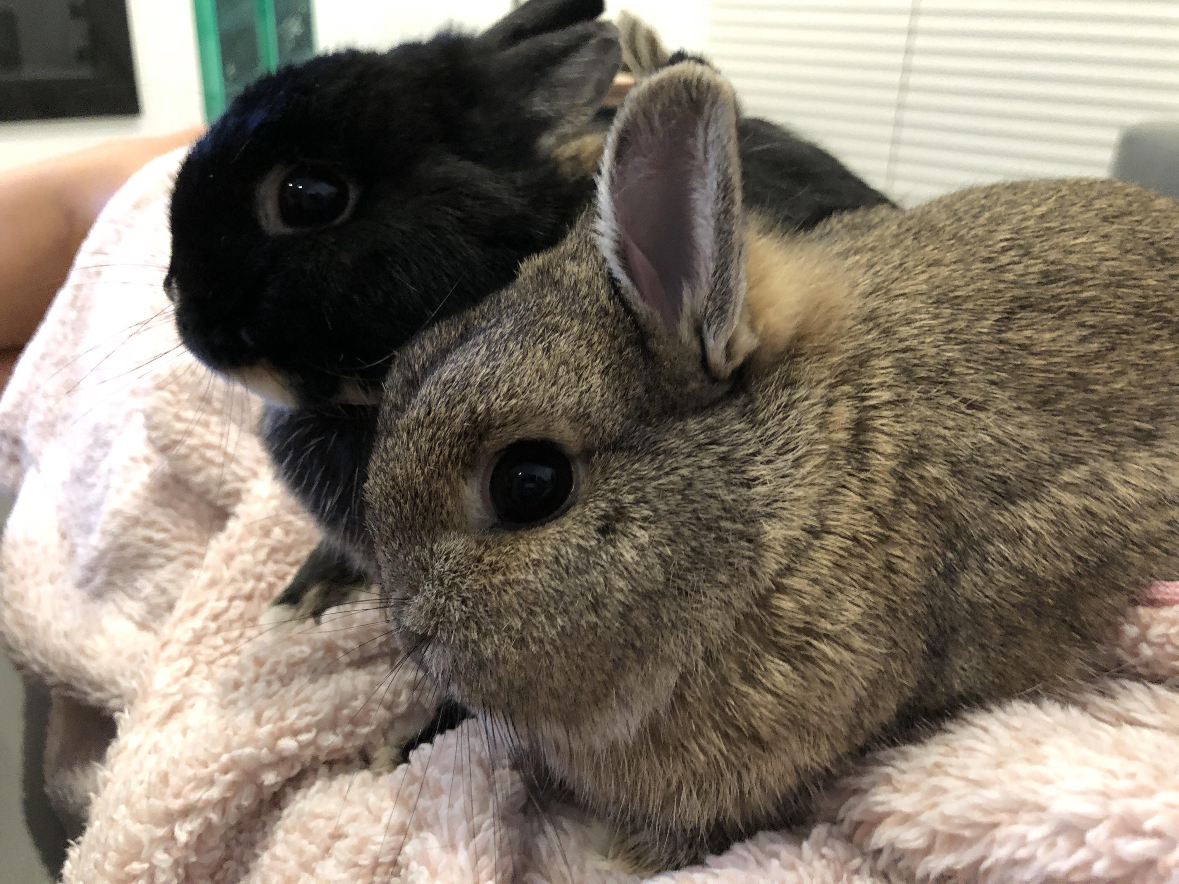 Snuggle bunnies r/Rabbits