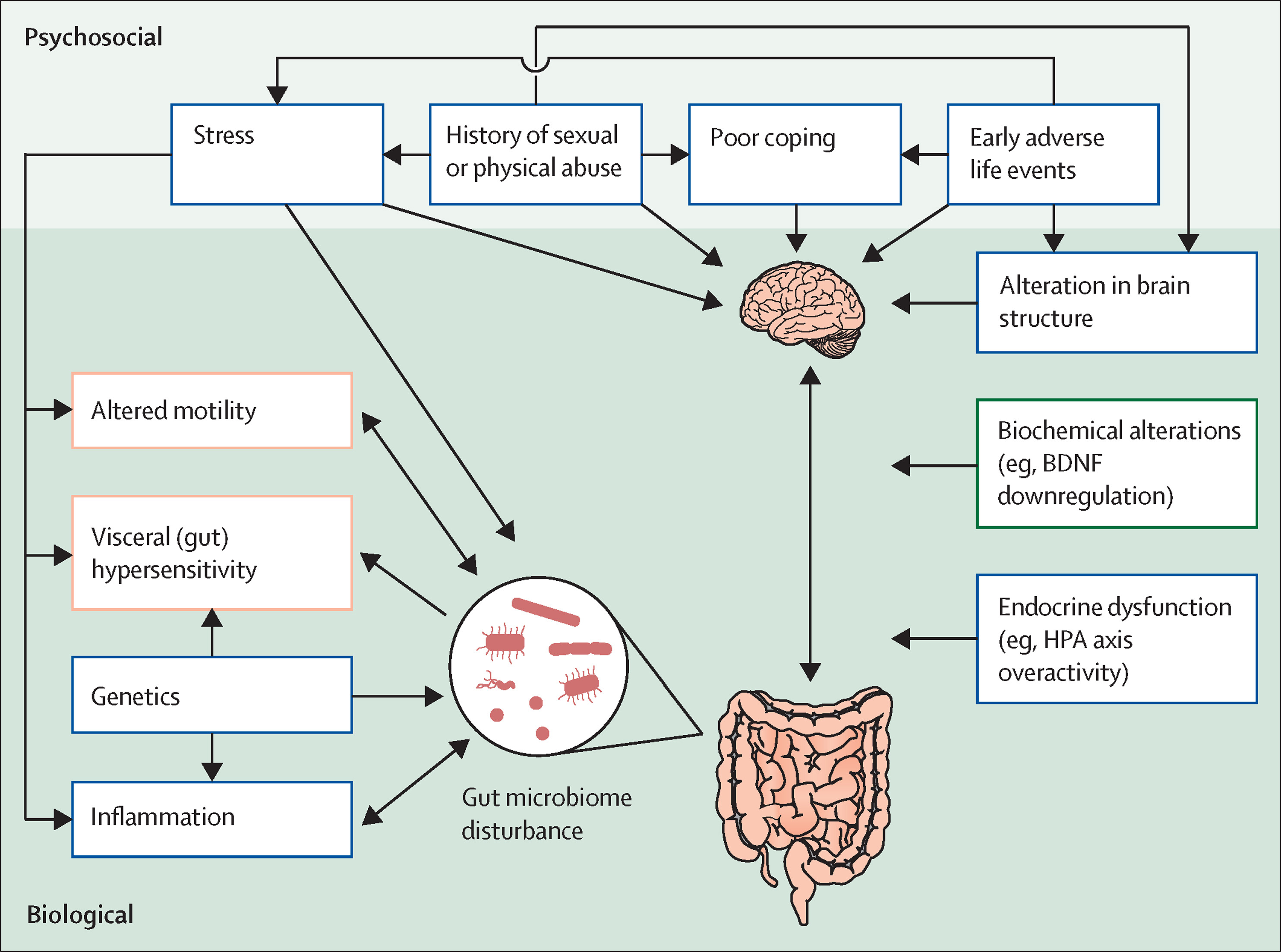 Common mental disorders in irritable bowel syndrome pathophysiology