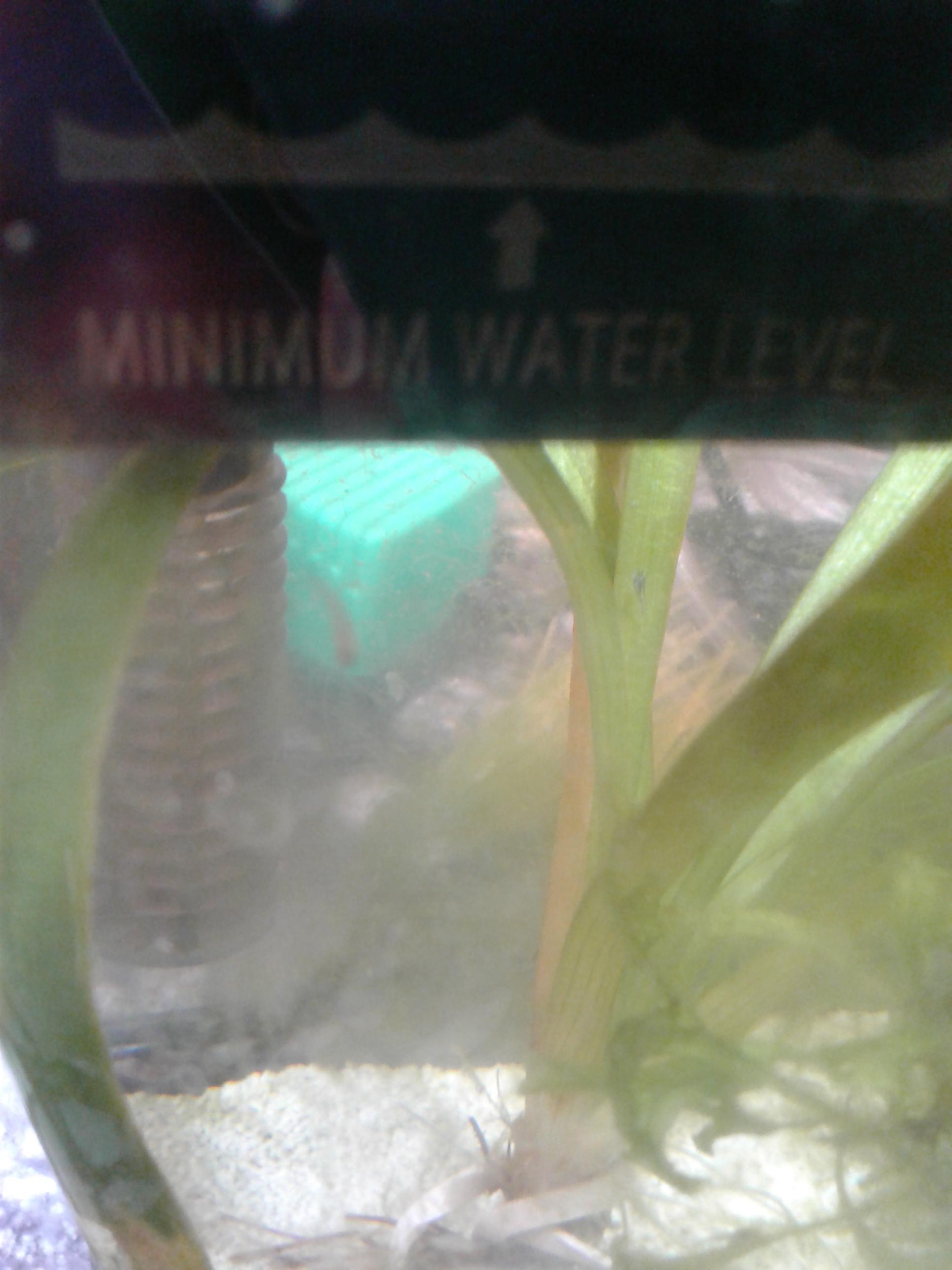 I have an out break of mosquito larvae in my baby only shrimp tank