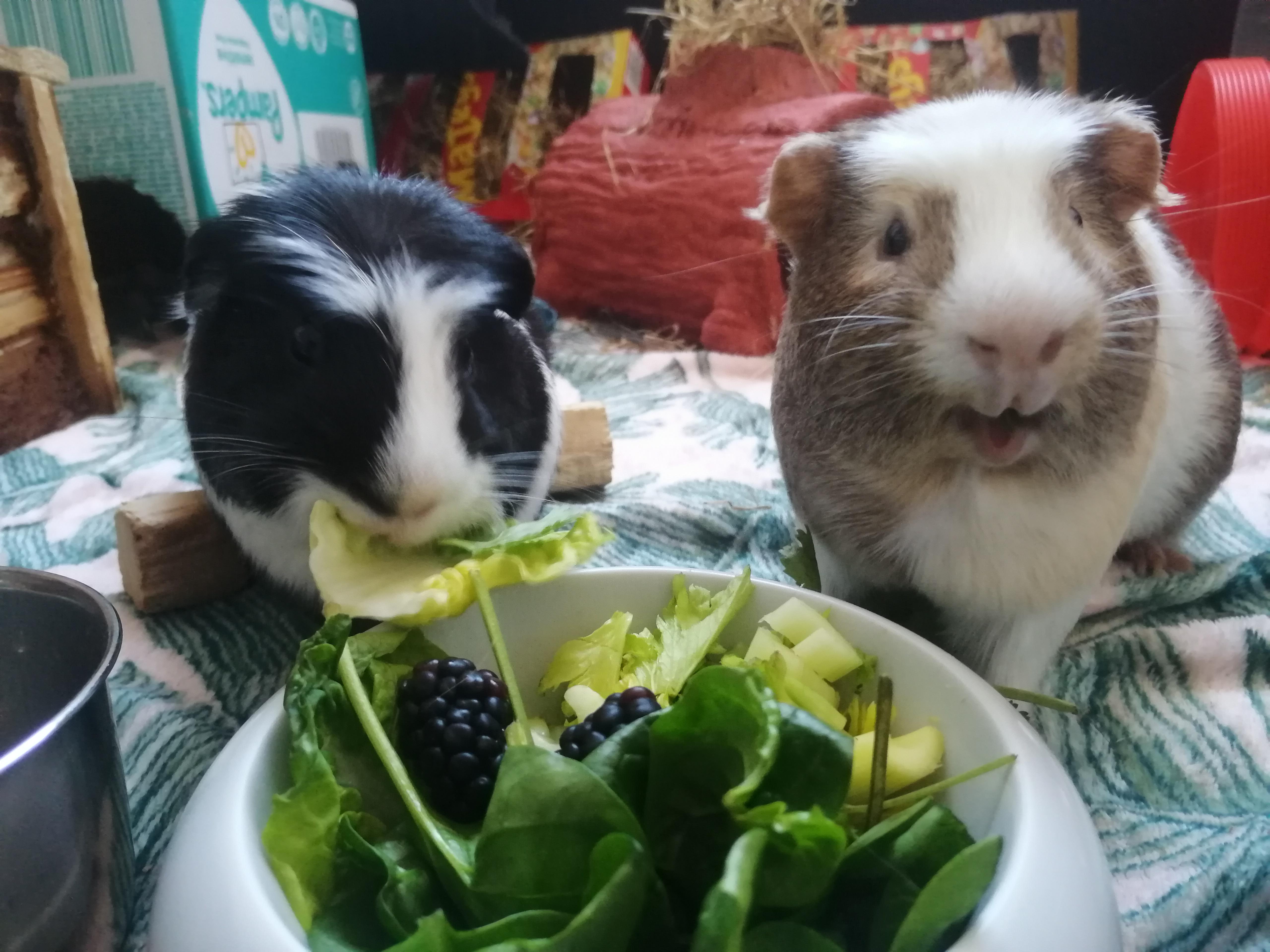 My two guinea pigs enjoying a salad! I hope they are good eye bleach