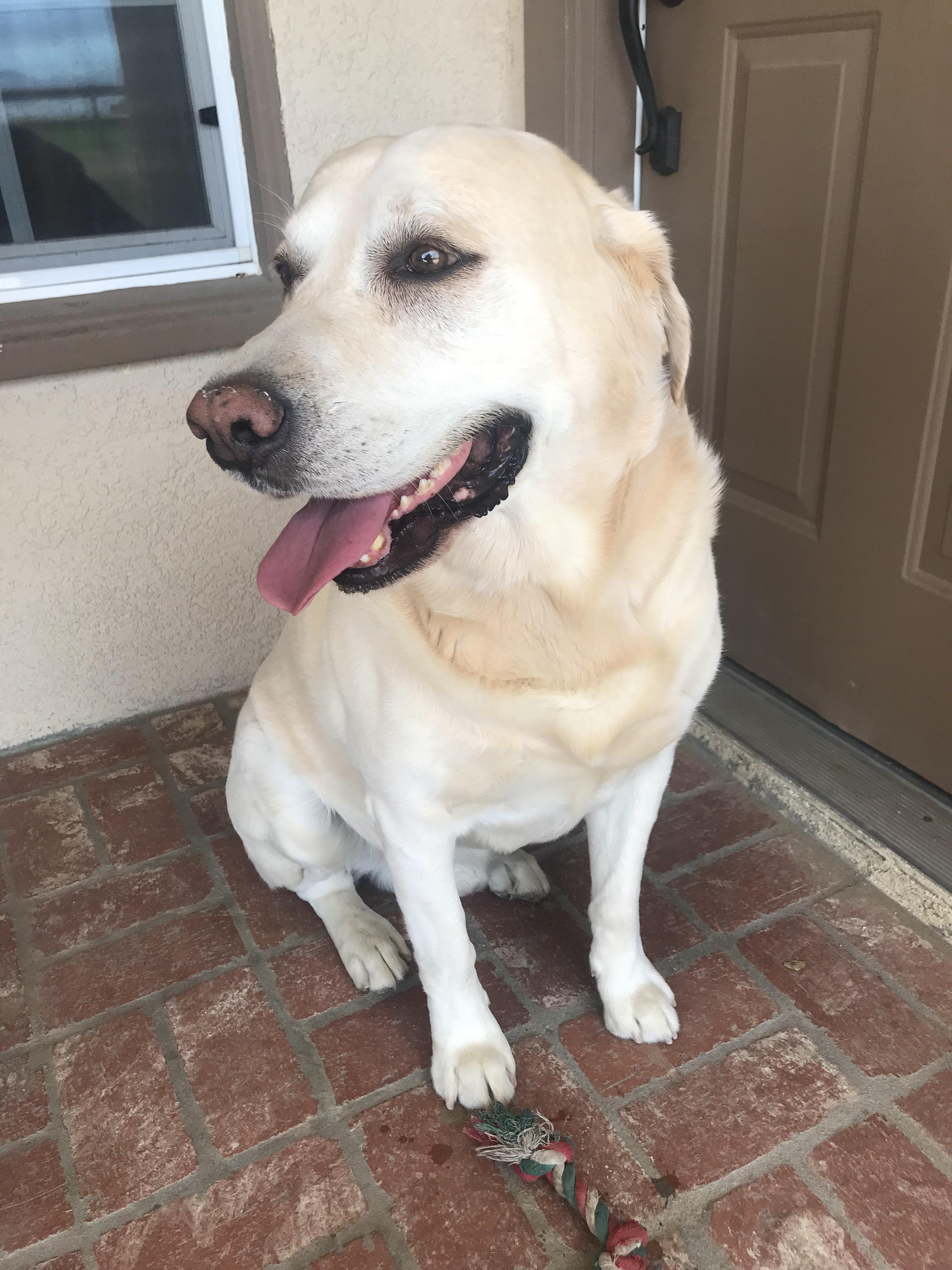 Handsome Boy Is Showing His Age, What Arthritis Meds Help Your Labs? r/labrador