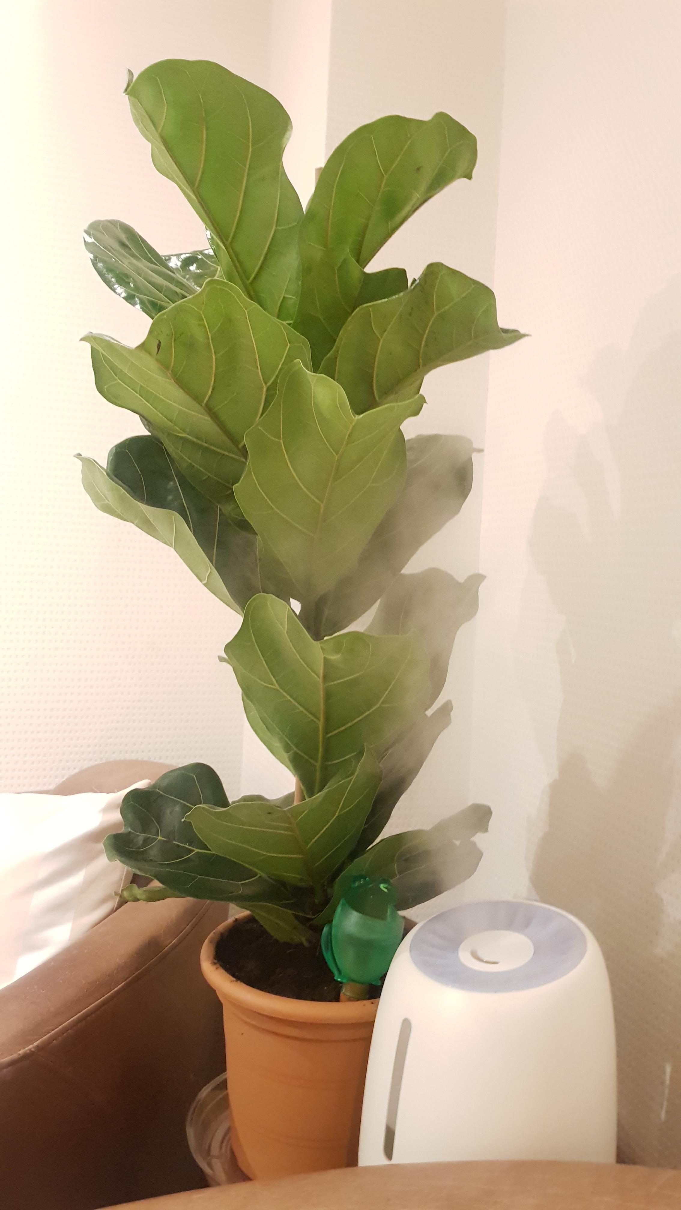 521 best Humidifier images on Pholder Houseplants, Pareidolia and