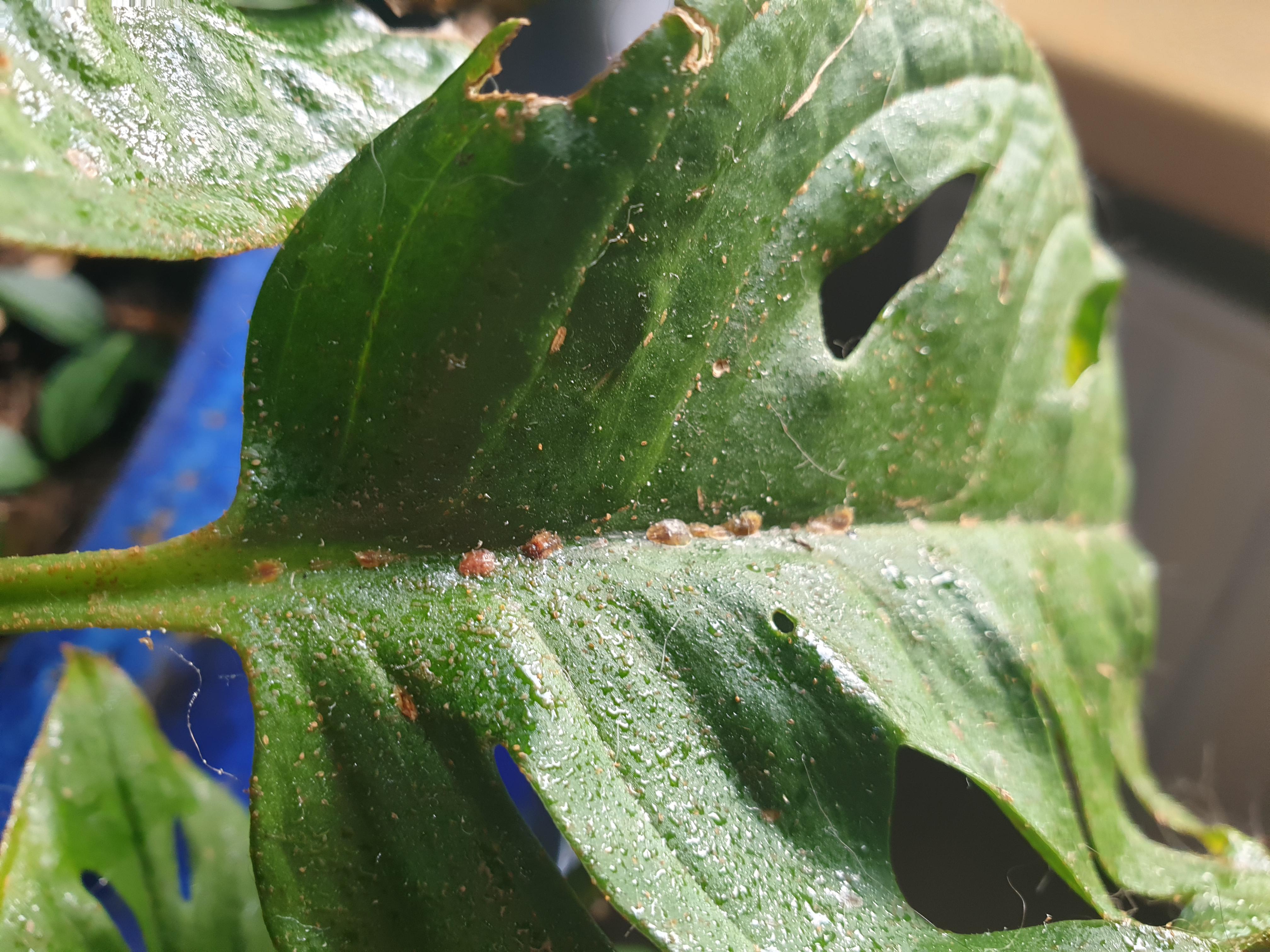 Brown soft scale infestation, help me please! r/plantclinic