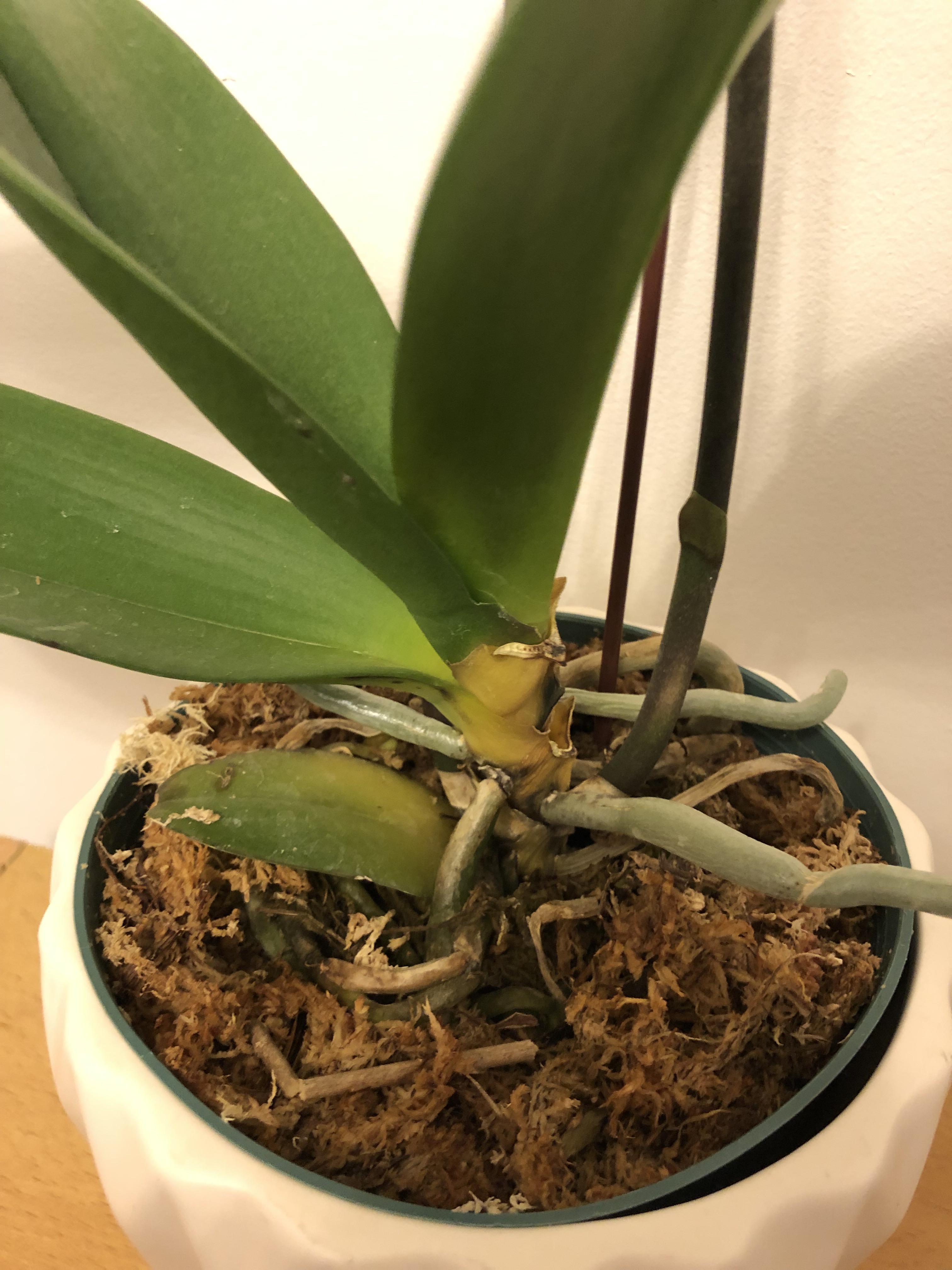 Help! Does this look like my orchid is rotting? I had 5 leaves turn