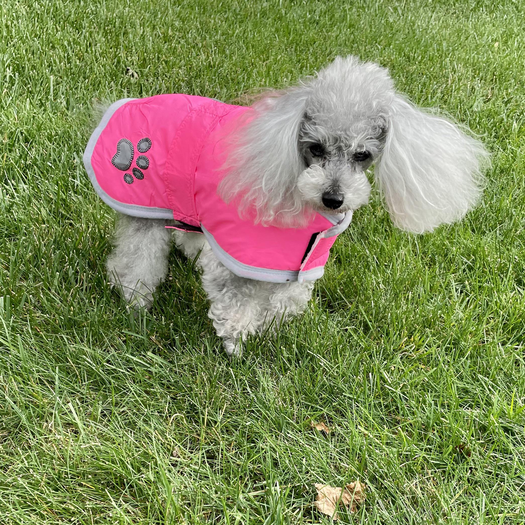 New winter coat r/poodles