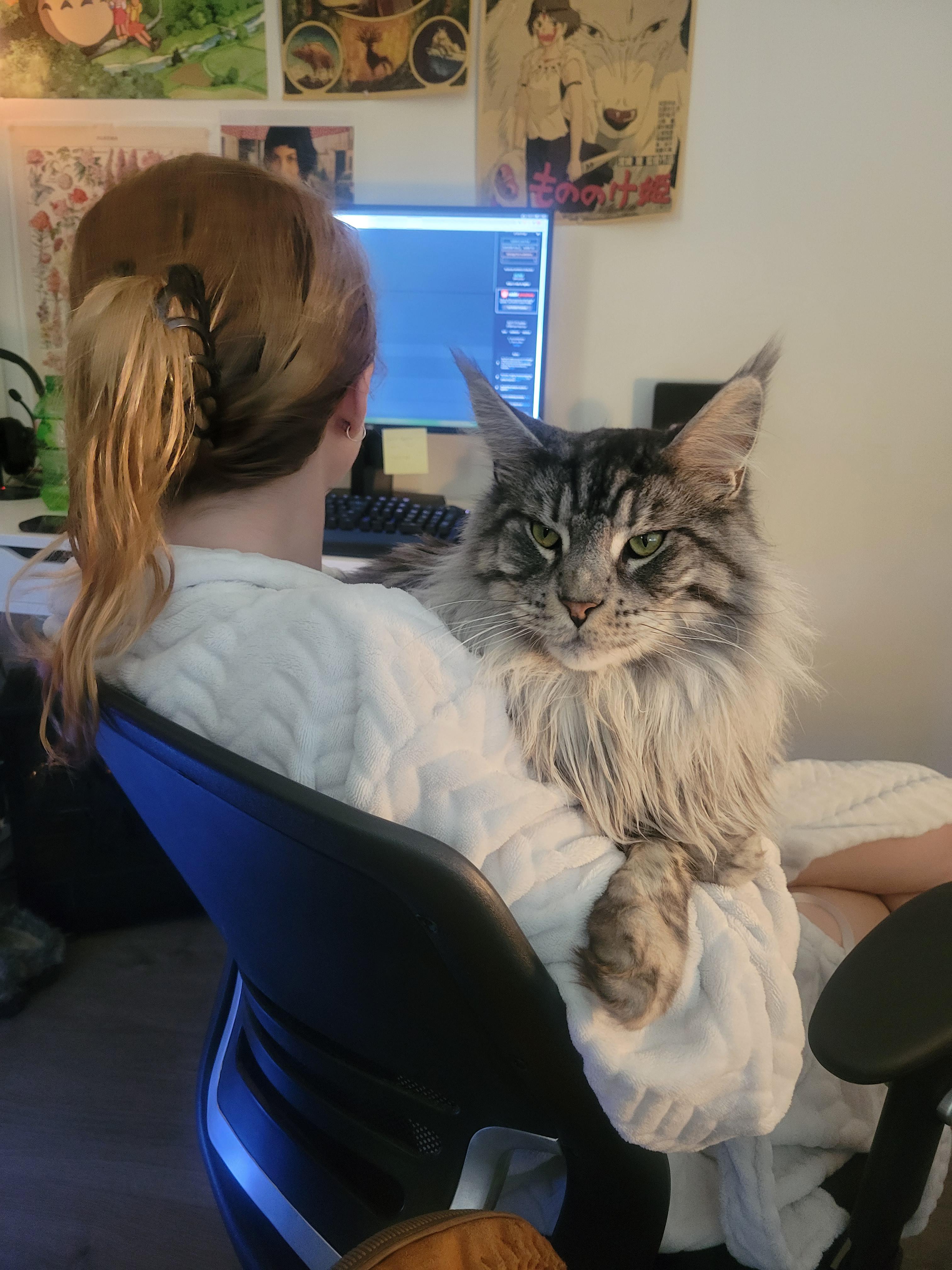 My Maine Coon compared to my 5'5" girlfriend