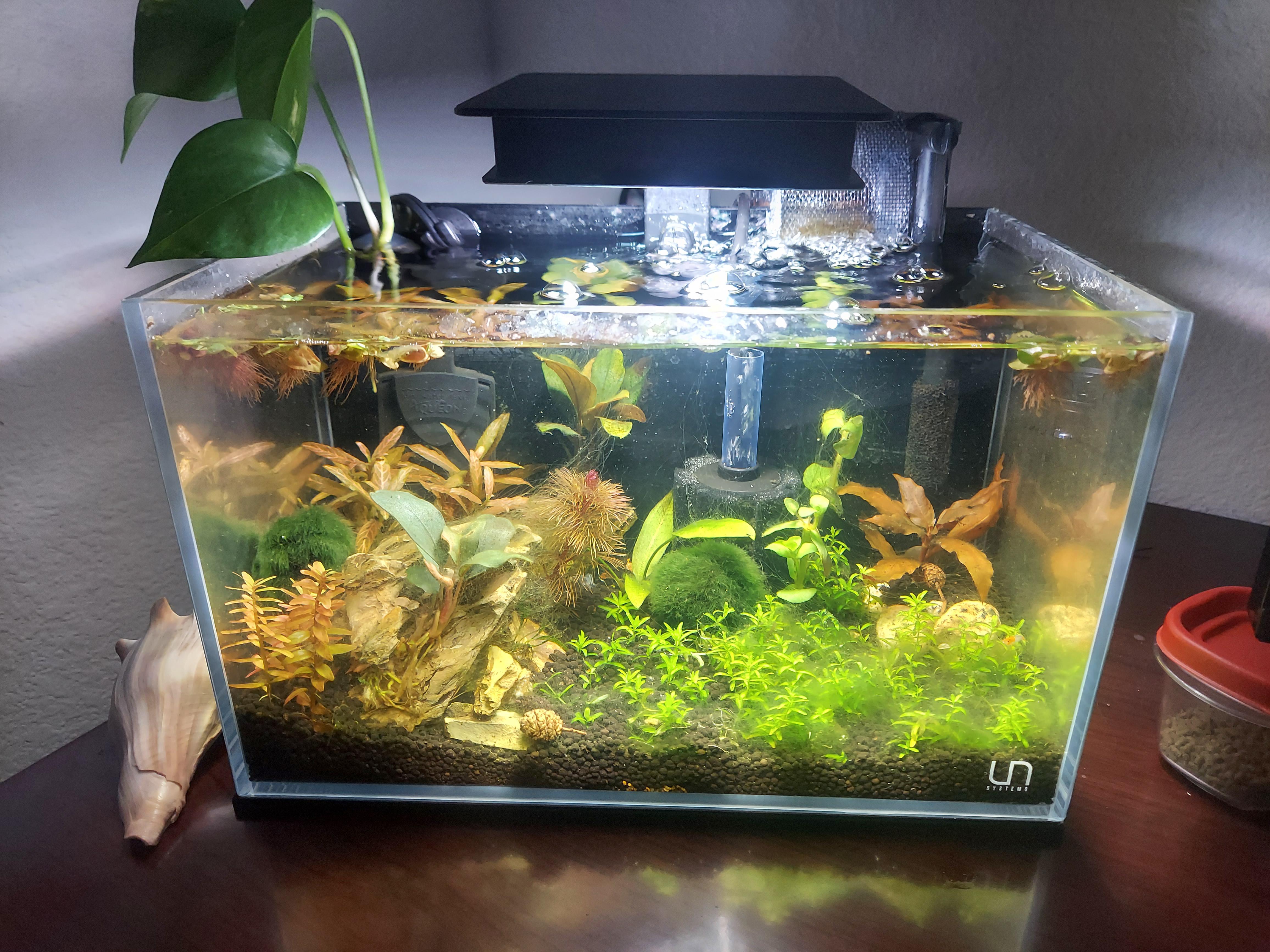 Finished cycling, now have hair algae outbreak. Added 2 amano and 3