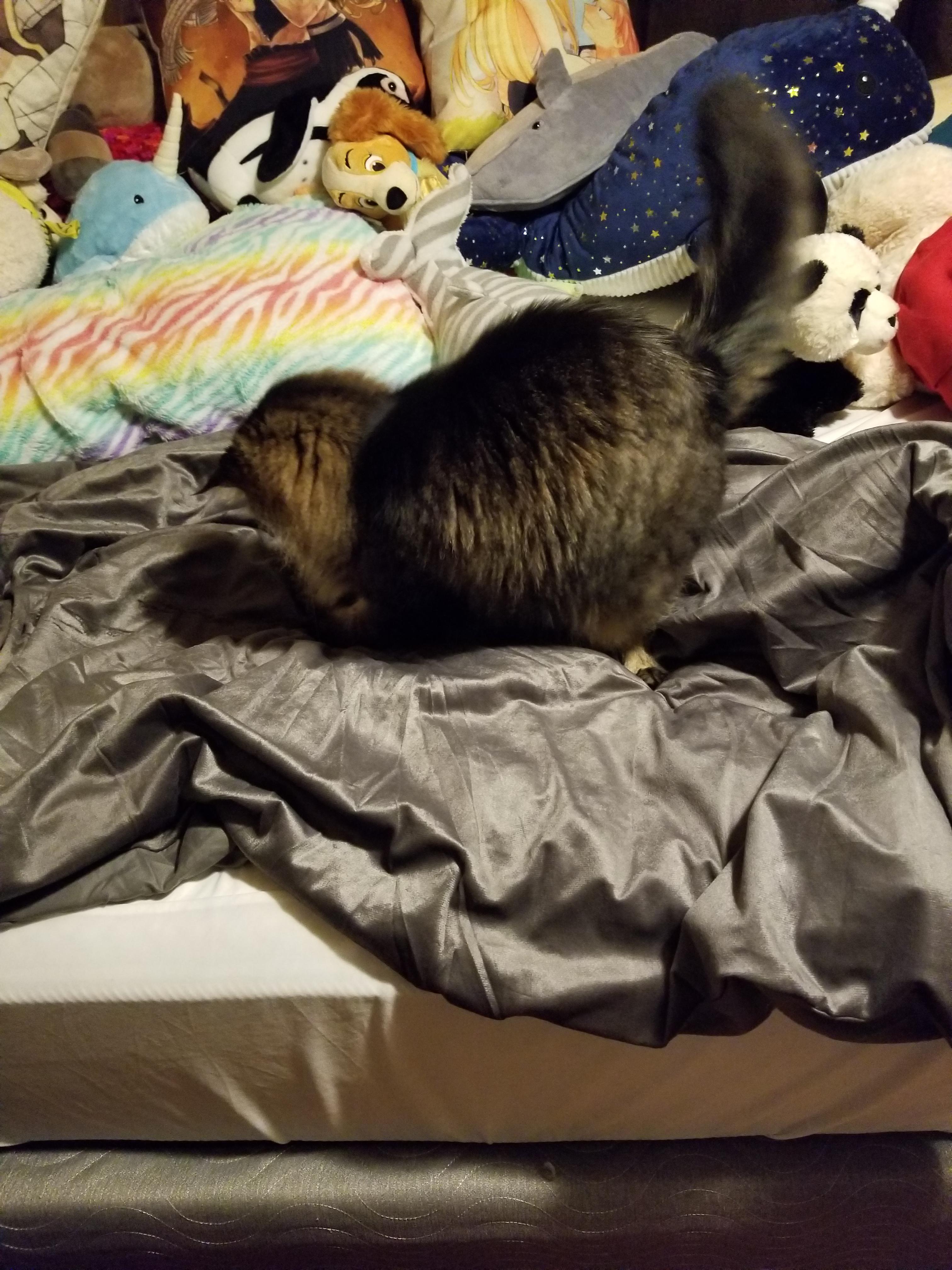 Miss Puff enjoying the new weighted blanket. Her second favorite thing