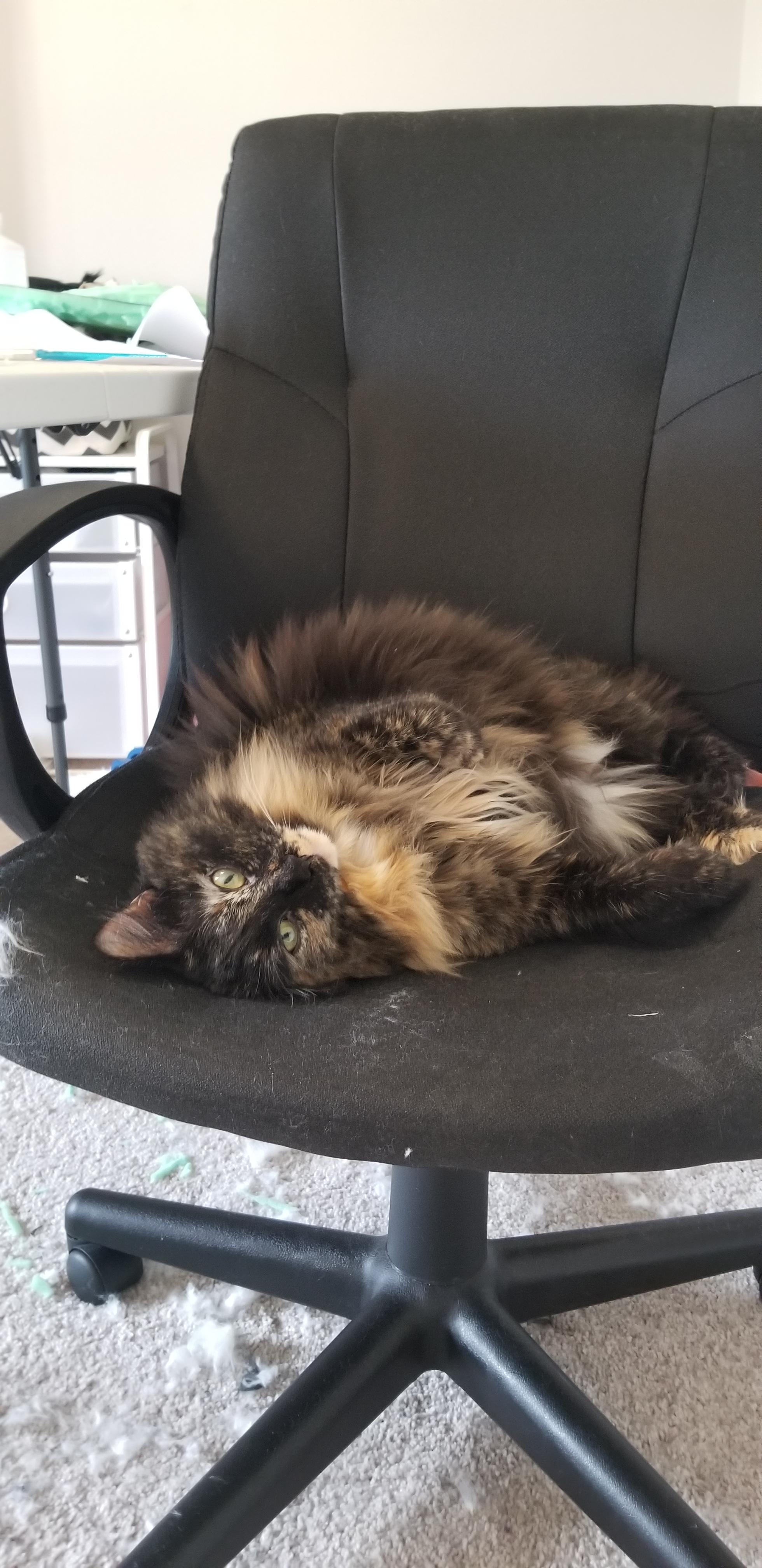 My floof, Pi, always takes my seat! r/Floof