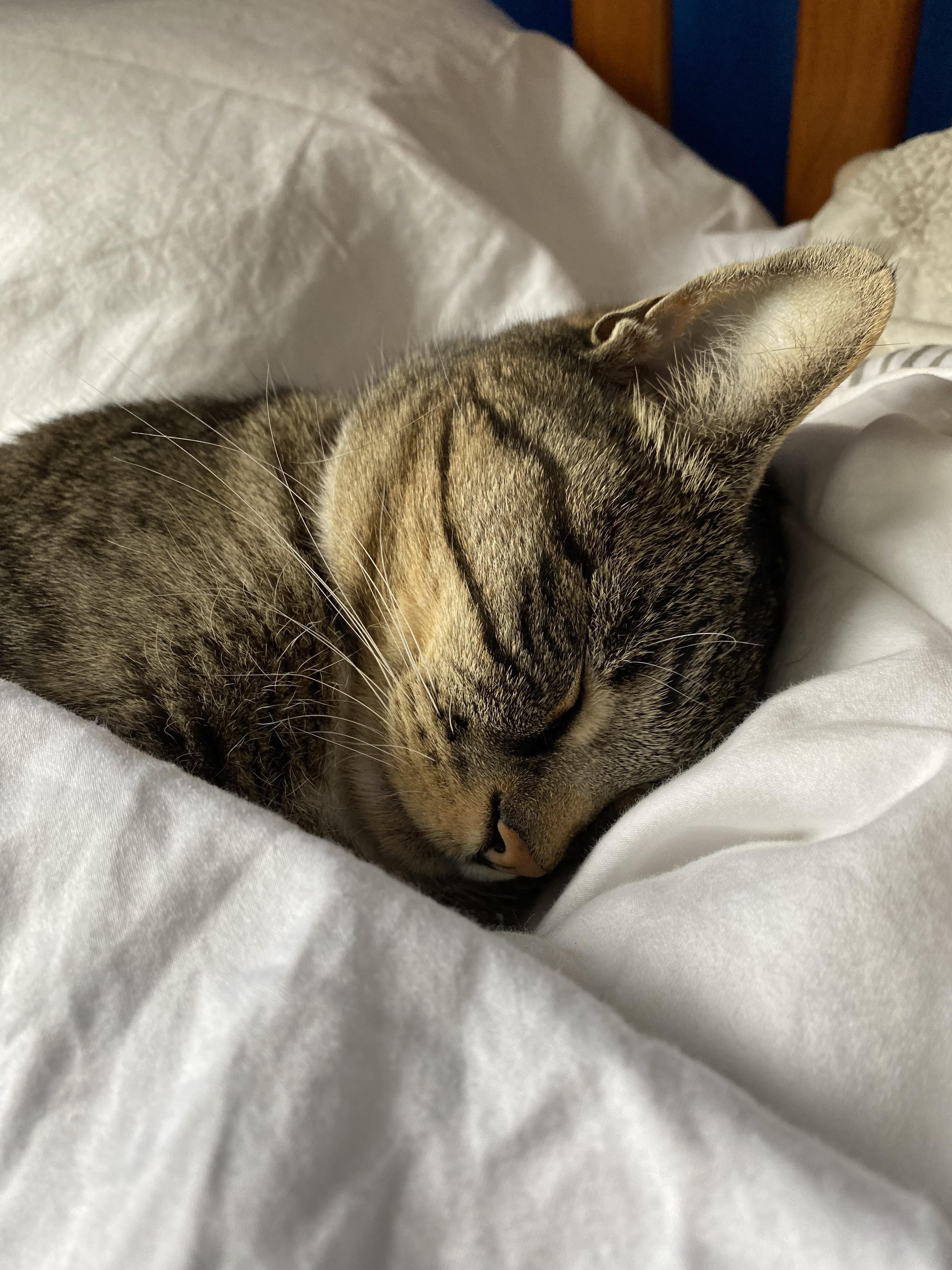 I found my cat Luna napping on my bed r/Eyebleach