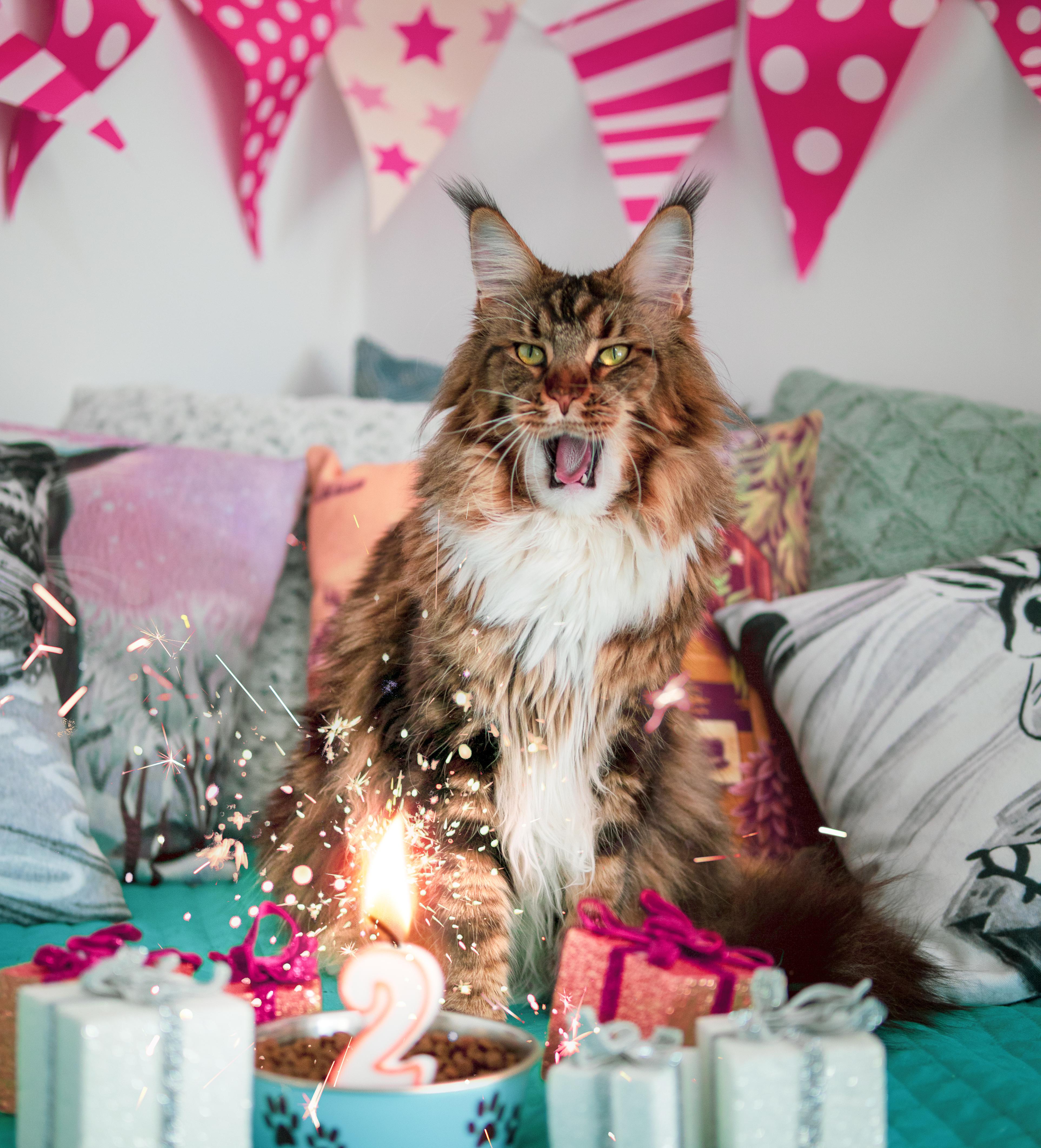 Today is my birthday! I'm 2! gonna blow the candle now 🌬 r/tzigi_the_cat