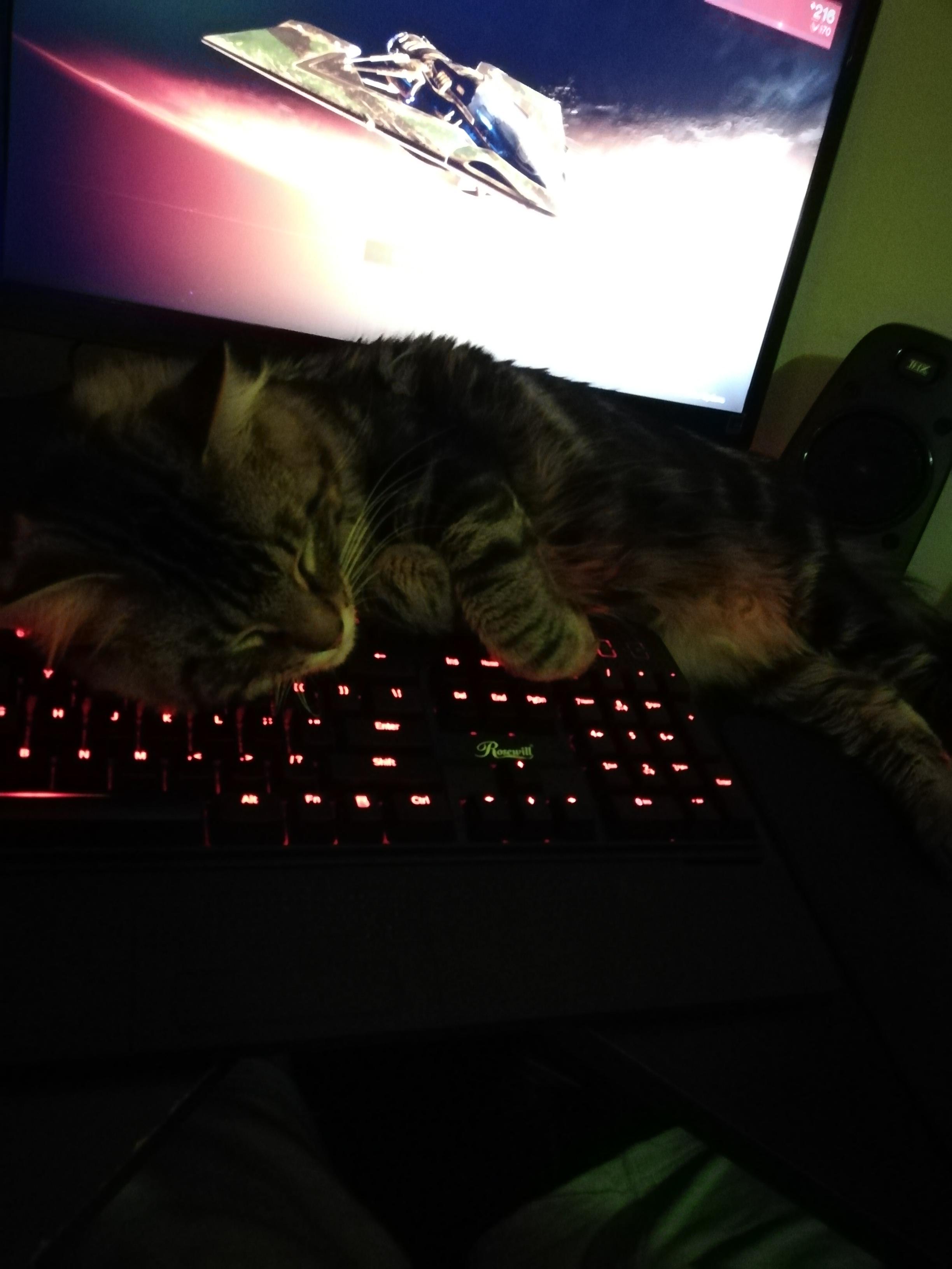 Keyboard Cat r/gaming