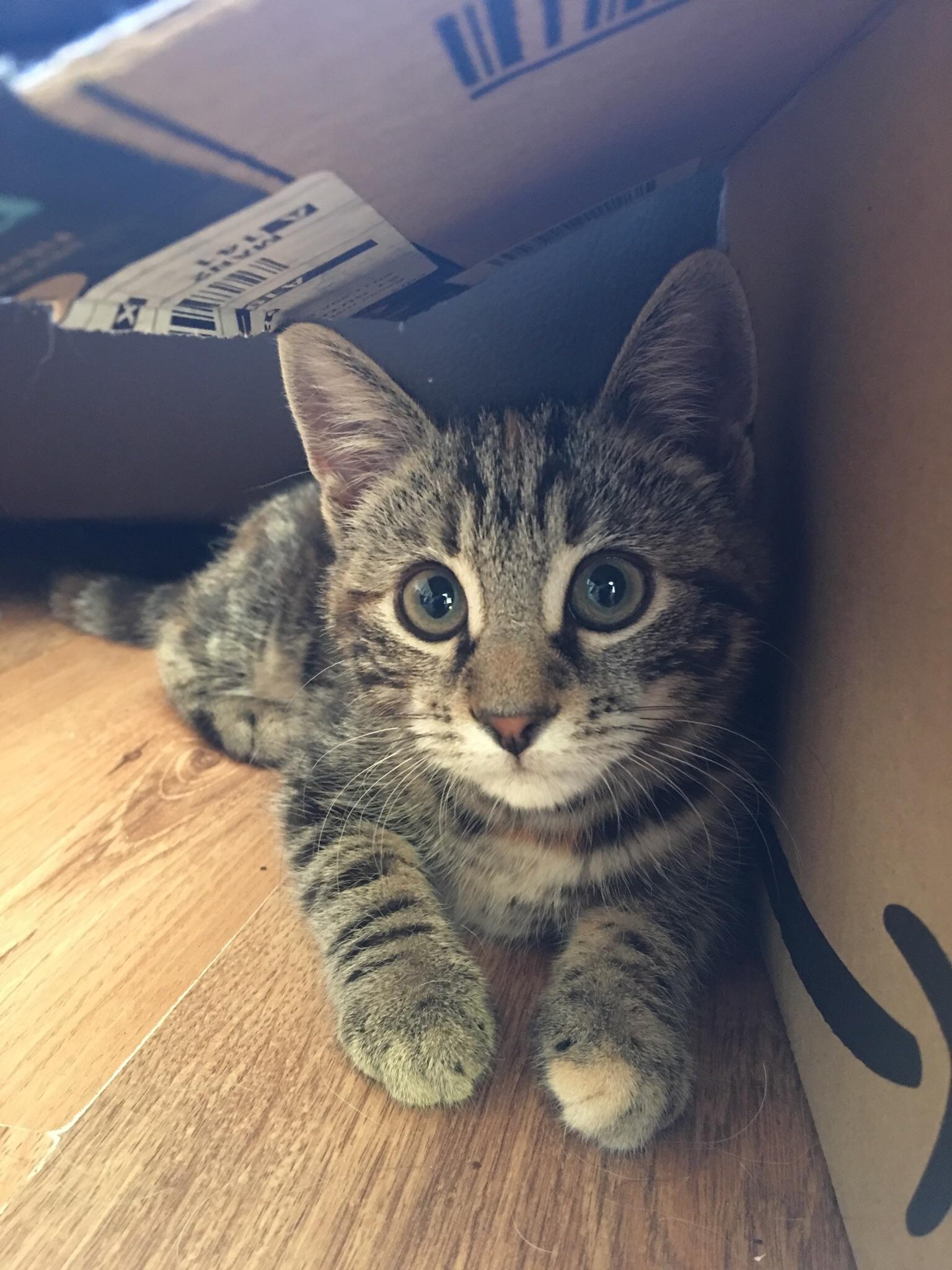 Reddit, meet Willow, who loves to get close to the camera! r/aww