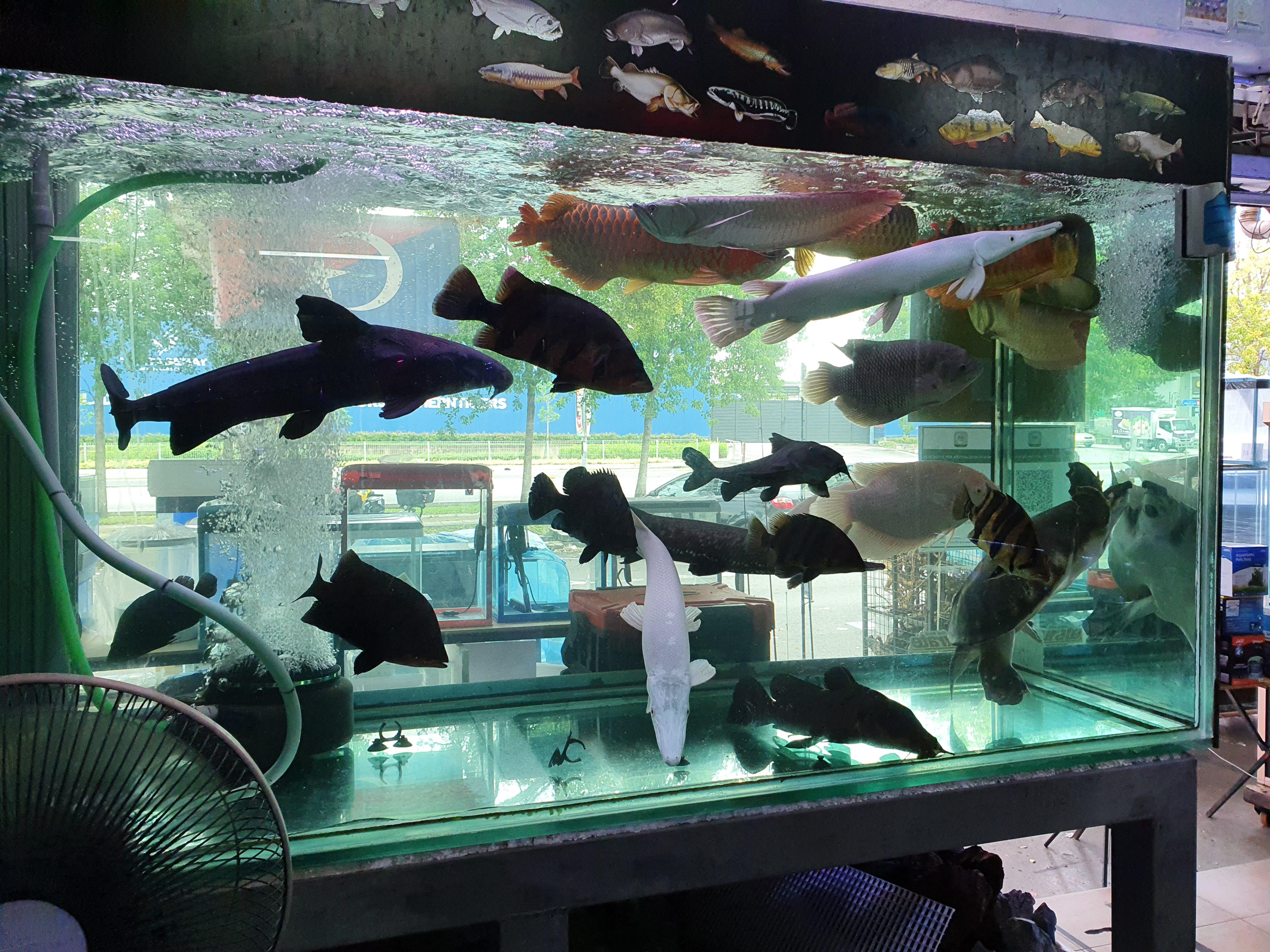 Display tank in a local aquarium shop in Malaysia. This is the first