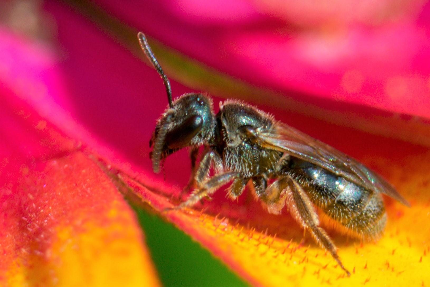 I like taking pictures of bugs close up! Like this beautiful sweat bee