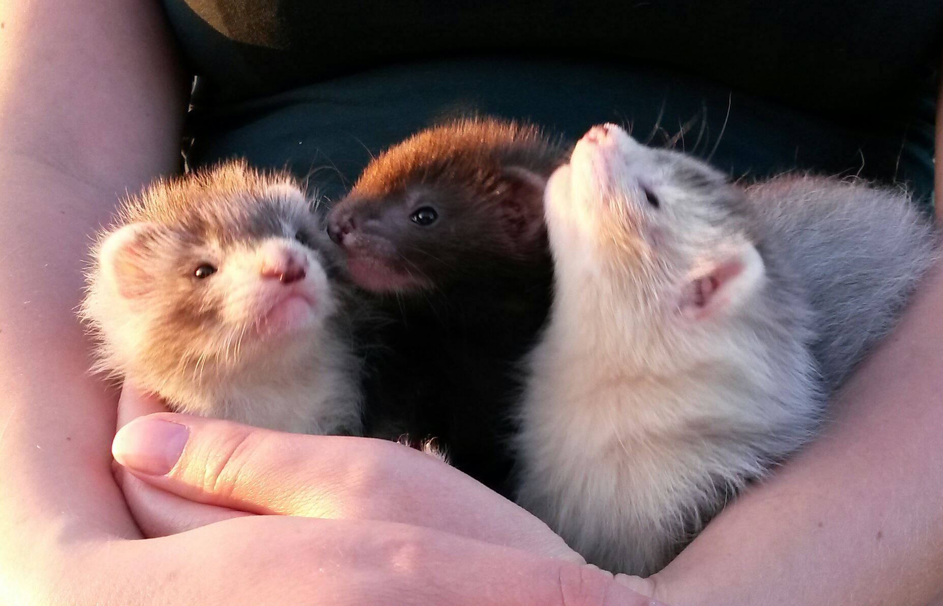My Three Babies, Sunshine, Chocolate, and Fluffball r/ferrets