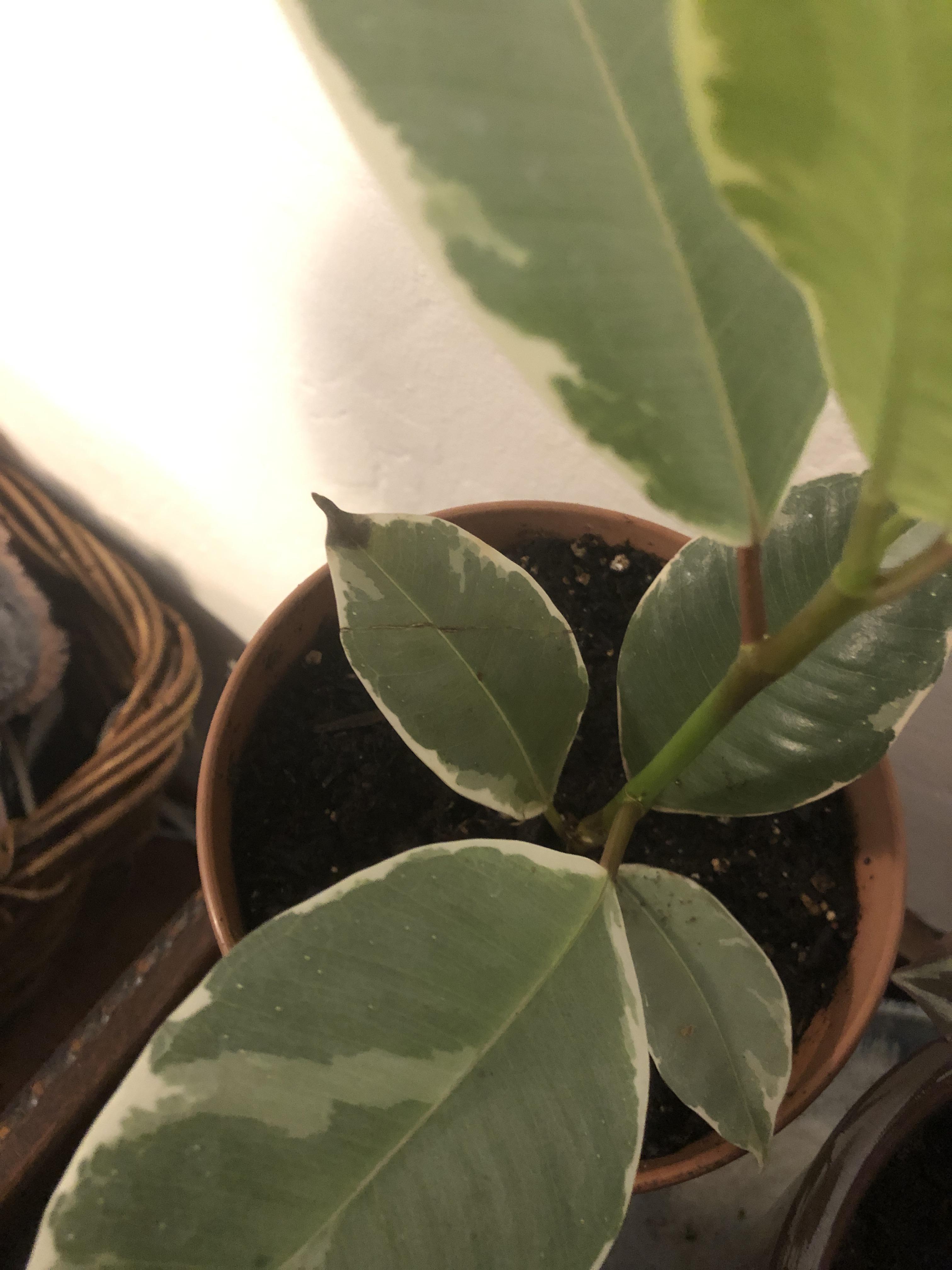 Why is the tip of my variegated rubber plant turning brown? r/plantclinic
