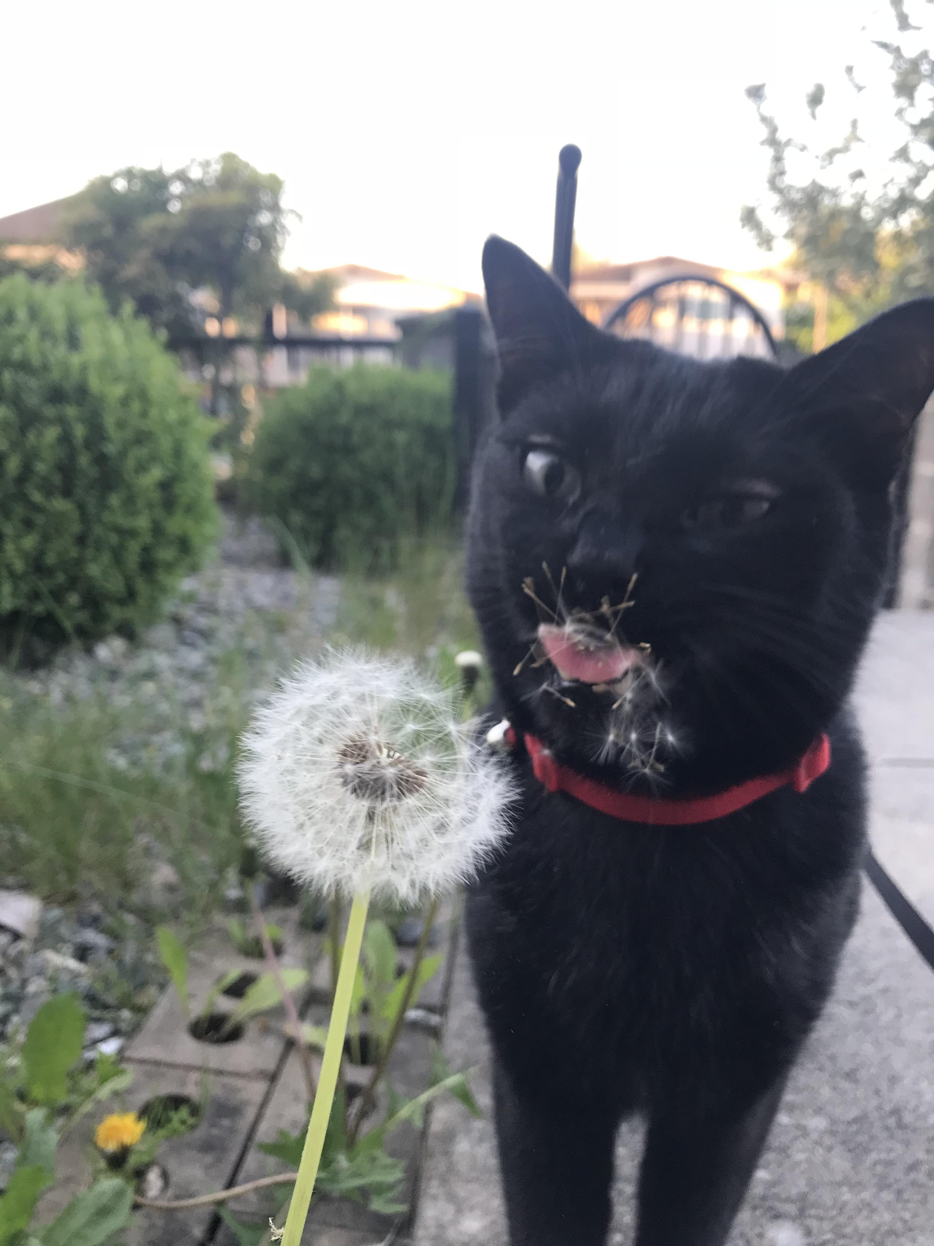 My curious cat saw a dandelion for the first time. I hope it’s not