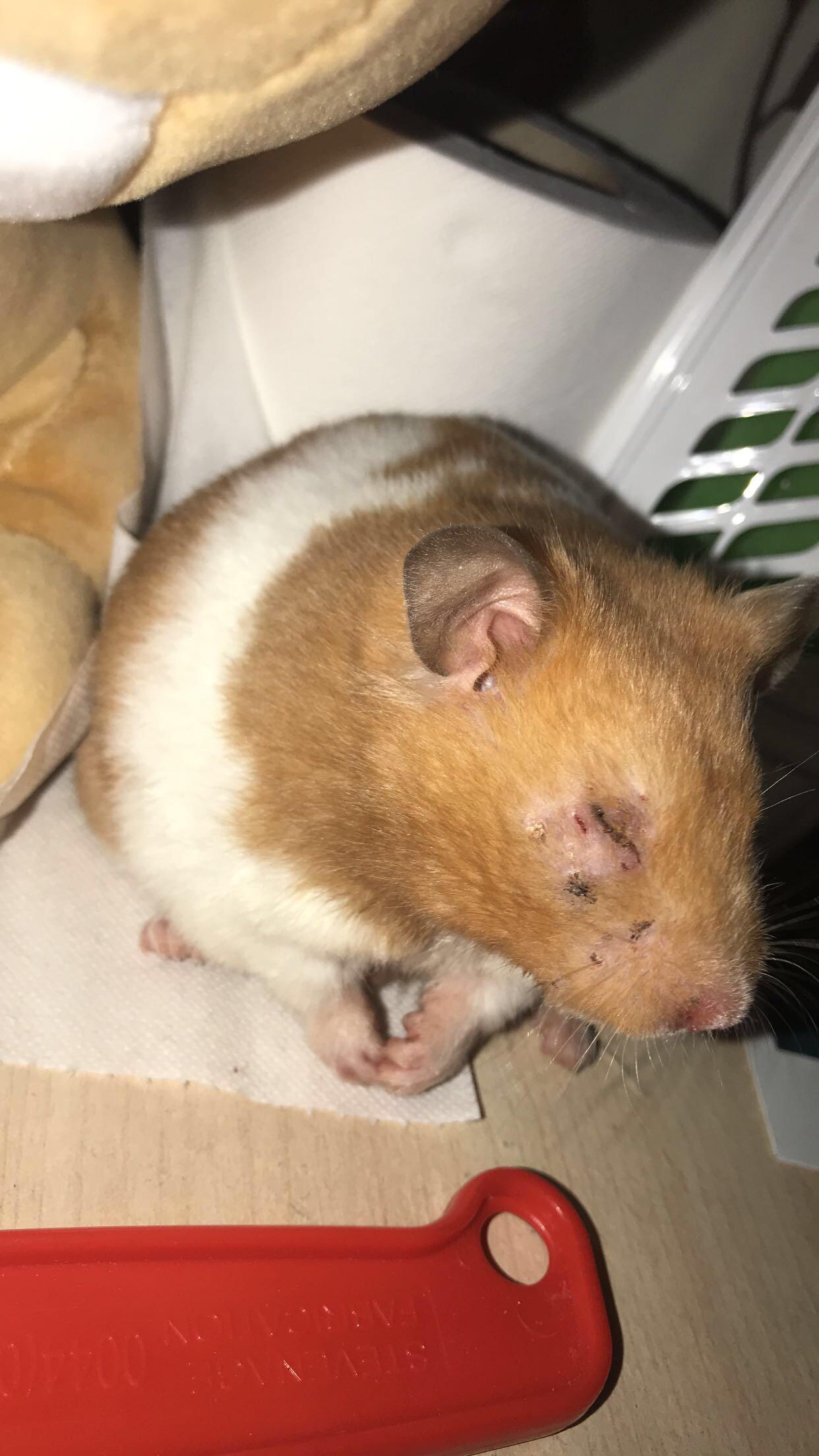 Rescued a hamster who had been in a fight according to precious owner. His eye looks like this