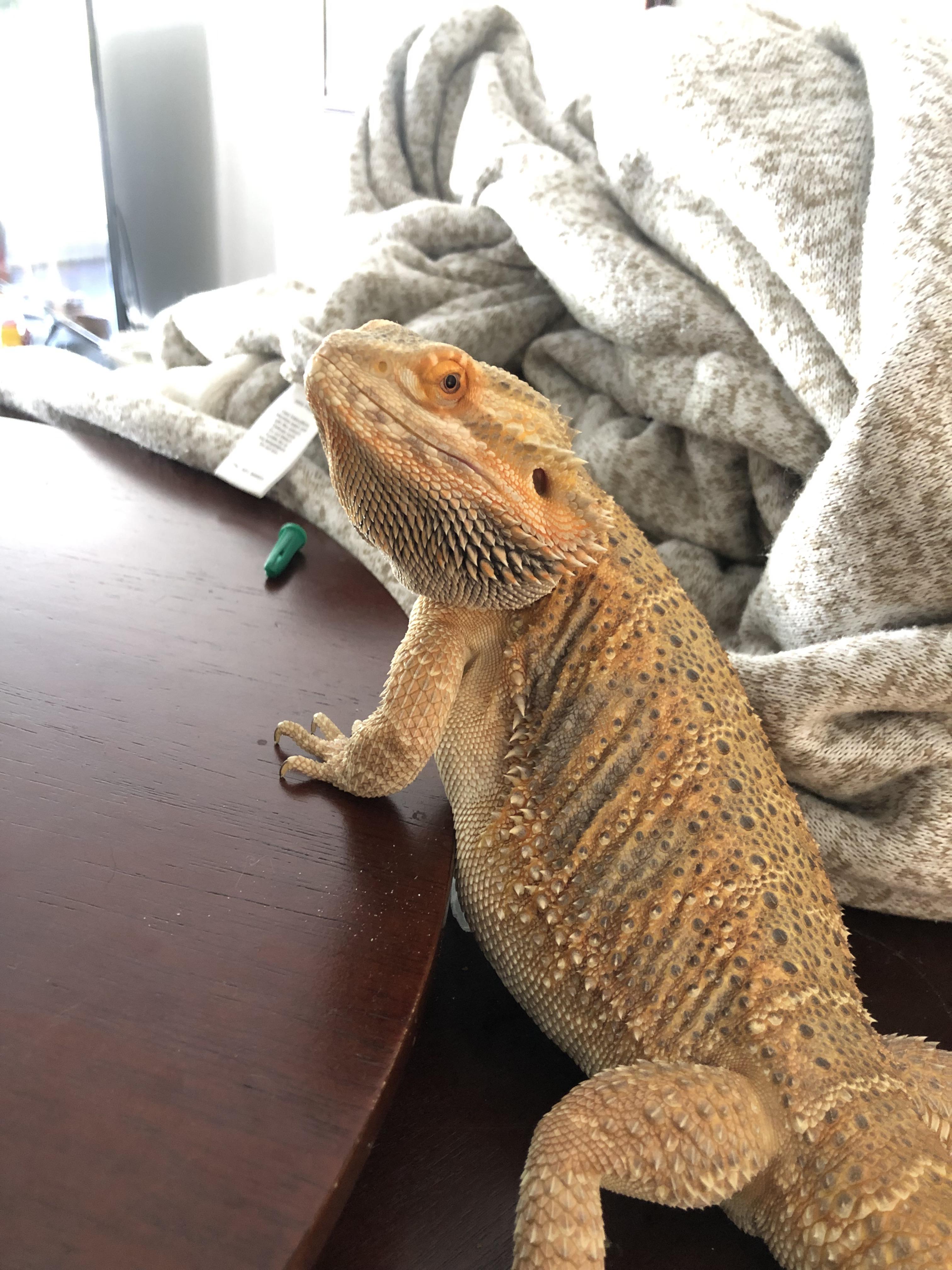 Bearded dragons really do not drink water ... help me