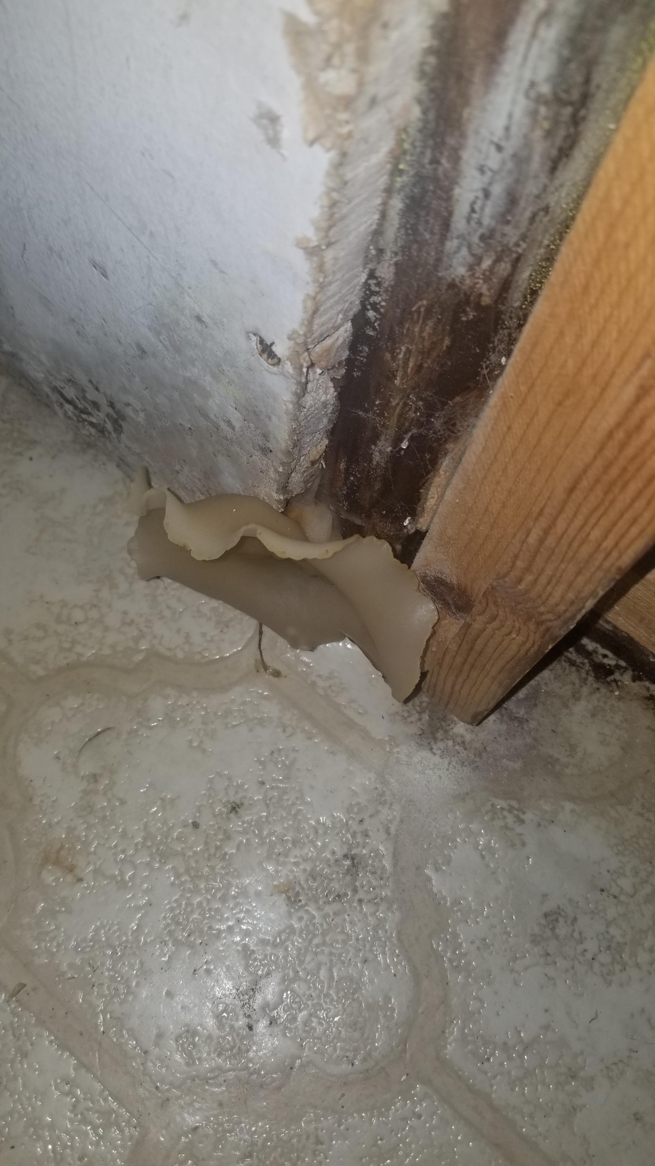 Can anyone help identify what kind of fungus this is and if it is