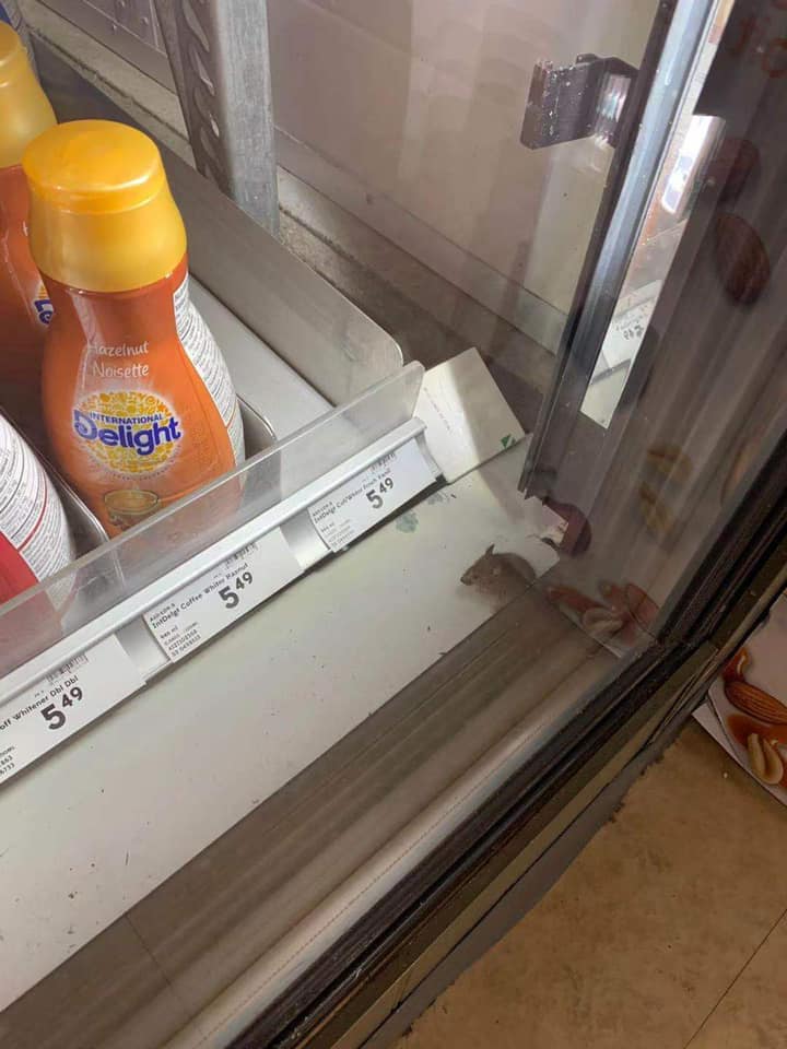 rat in a safeway fridge r/burnaby