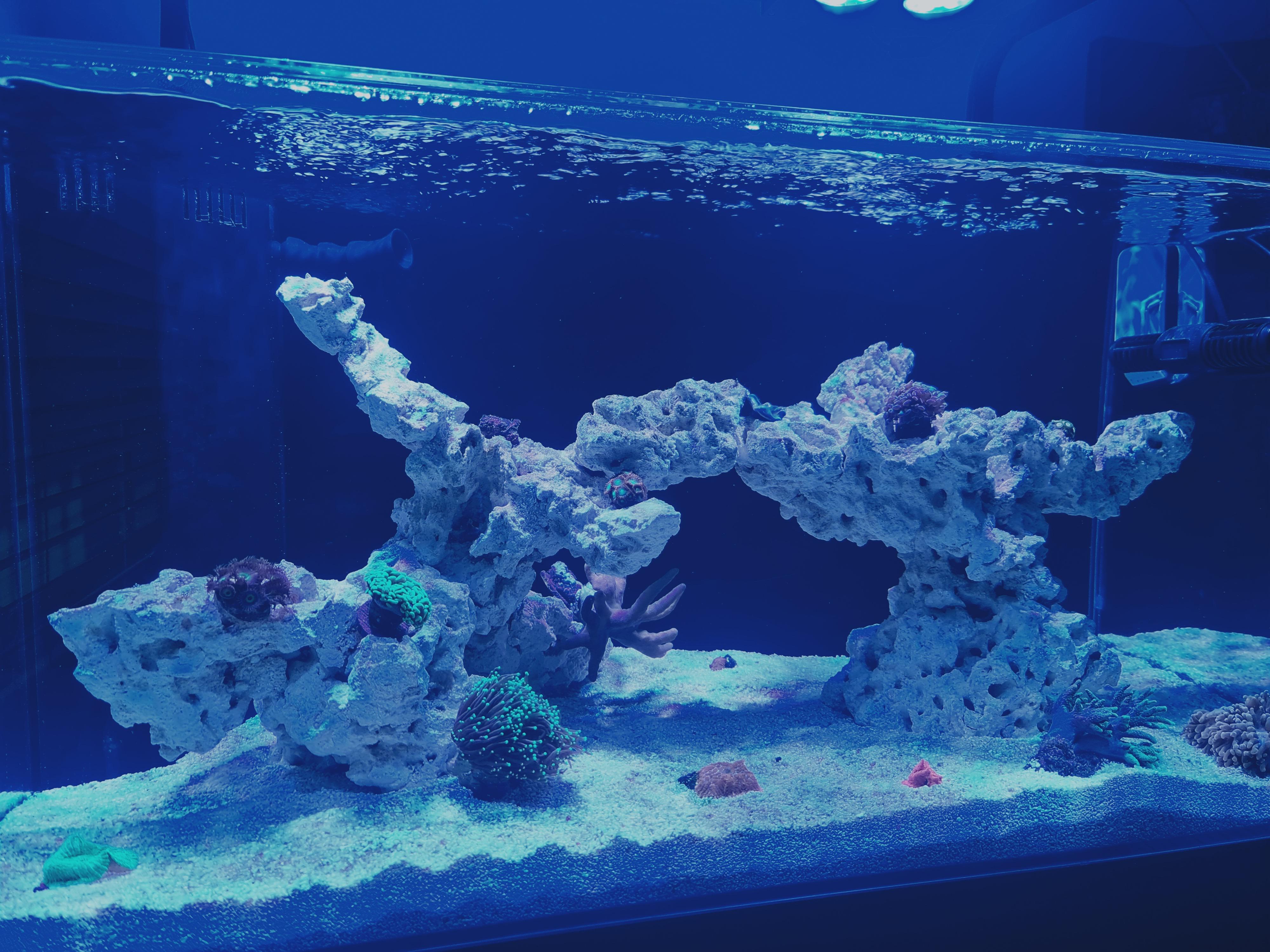 Three week 40G reef tank update! New corals, lights, auto dosing, and