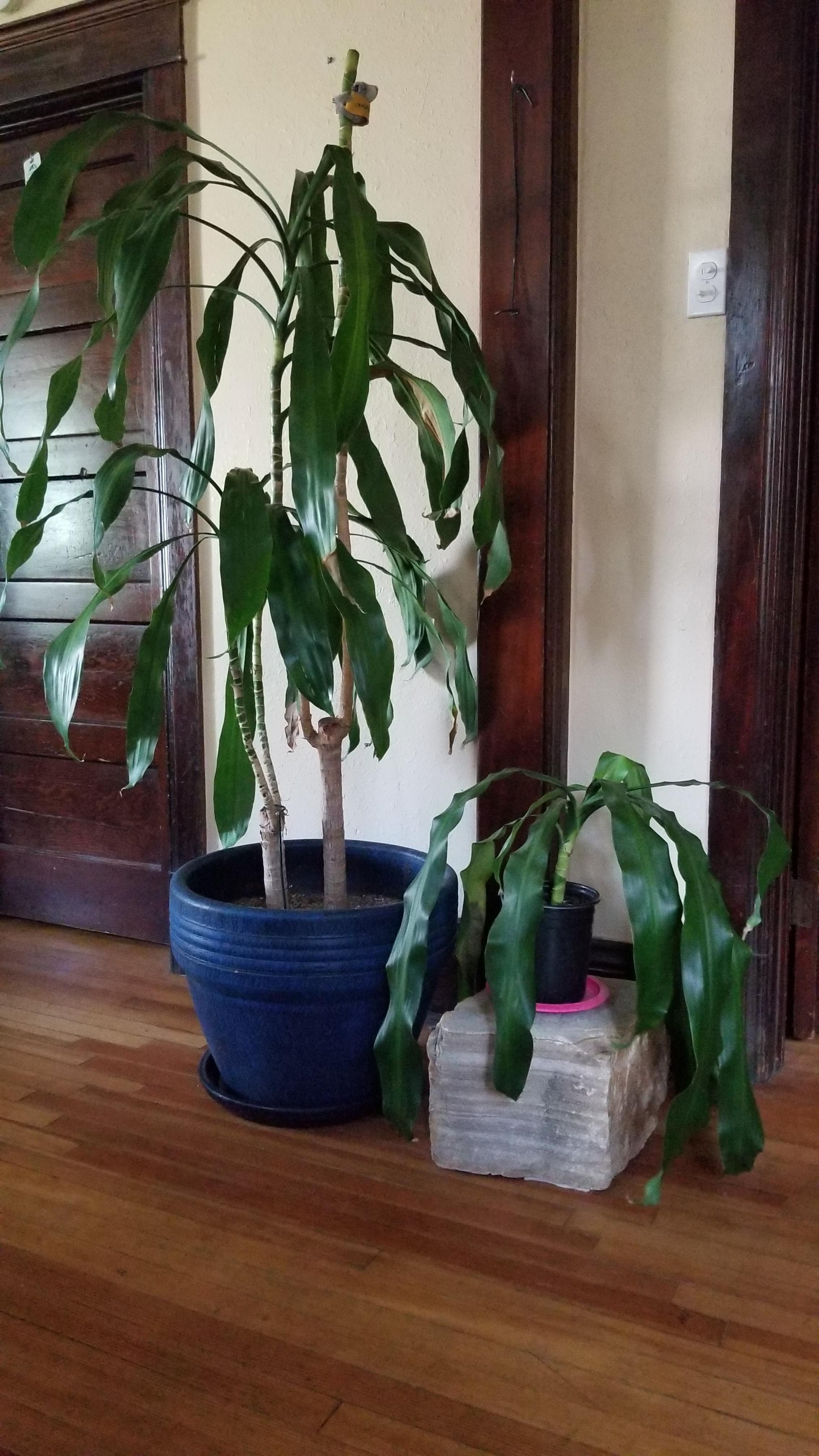 My corn plant bounced back from repotting but at a price