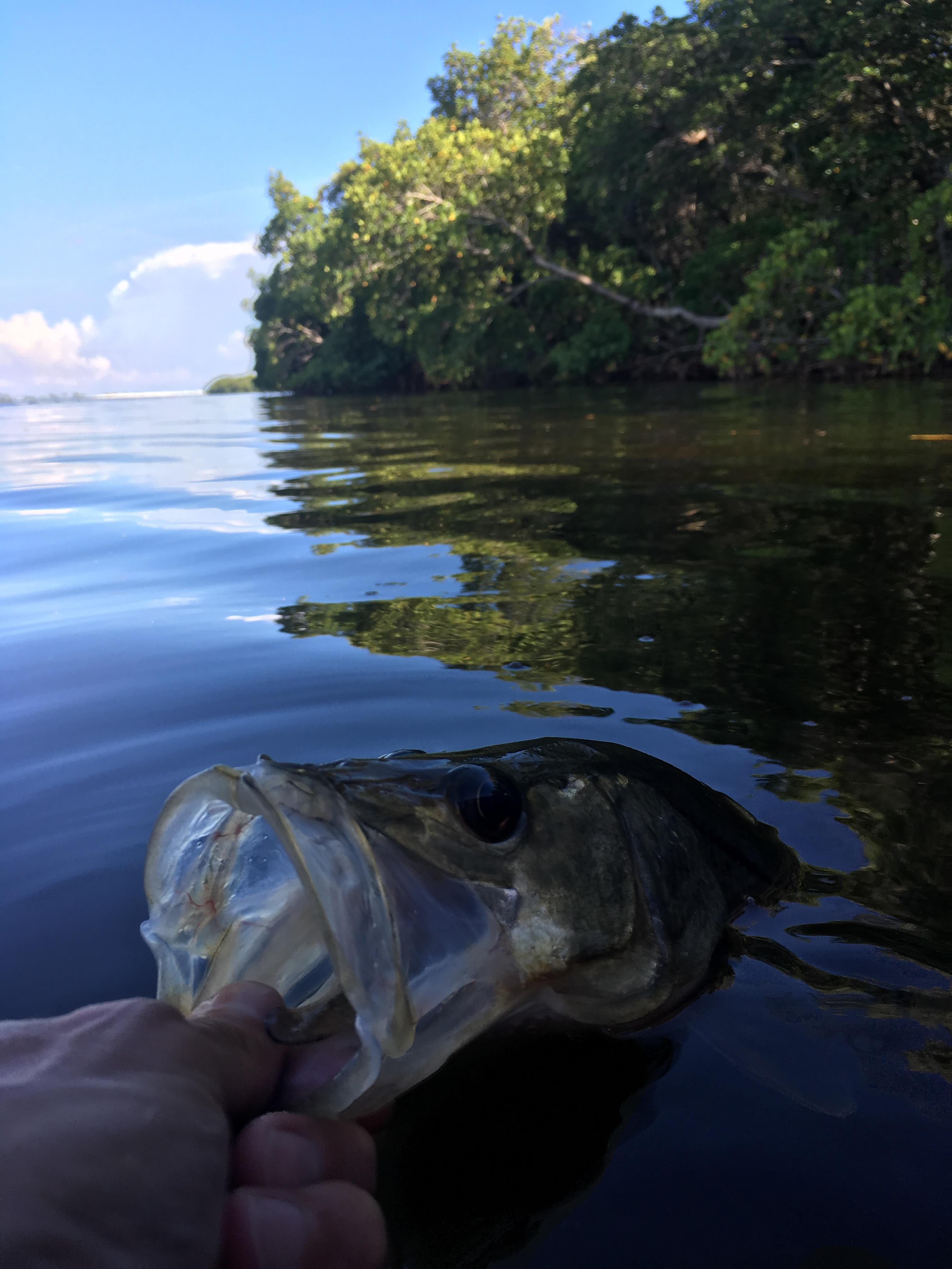 Bucket mouth on a small snook r/Fishing