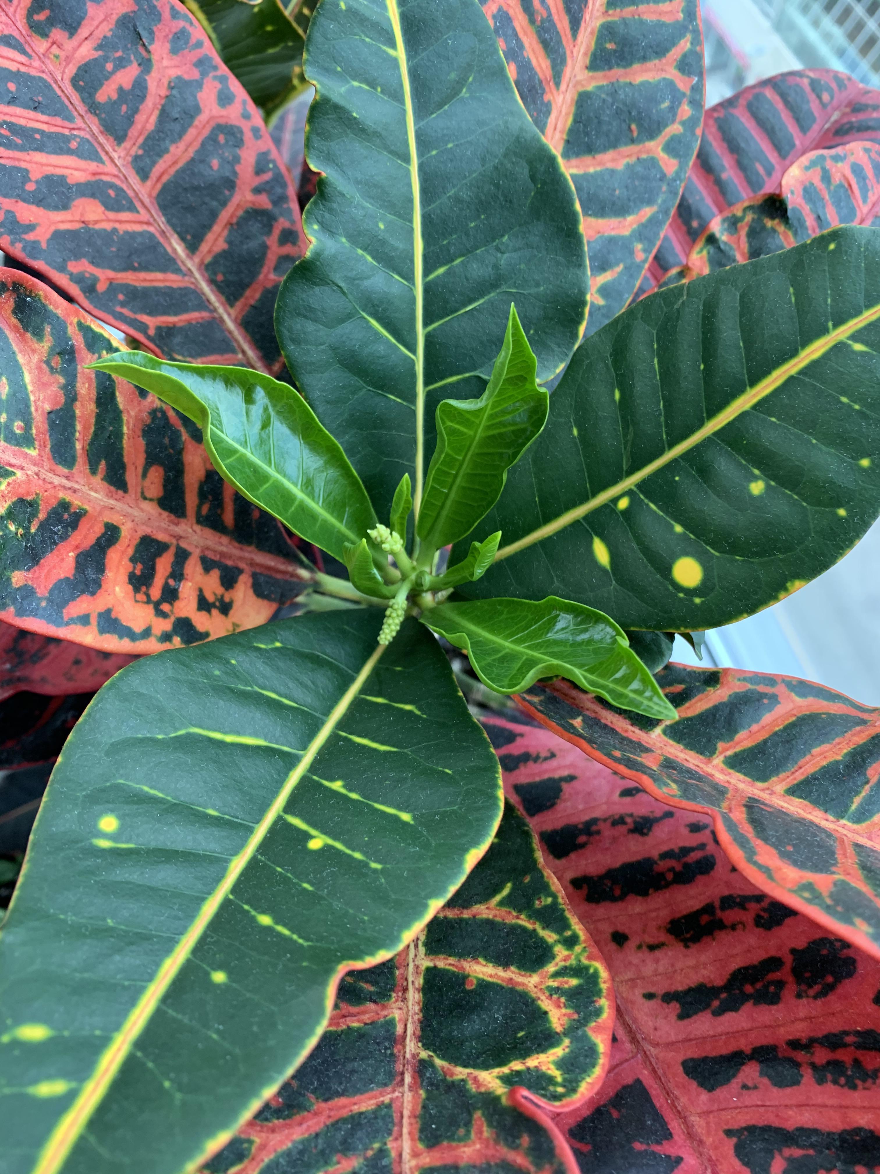 My croton is going to flower. If I snip off the buds will it put more energy into growing more