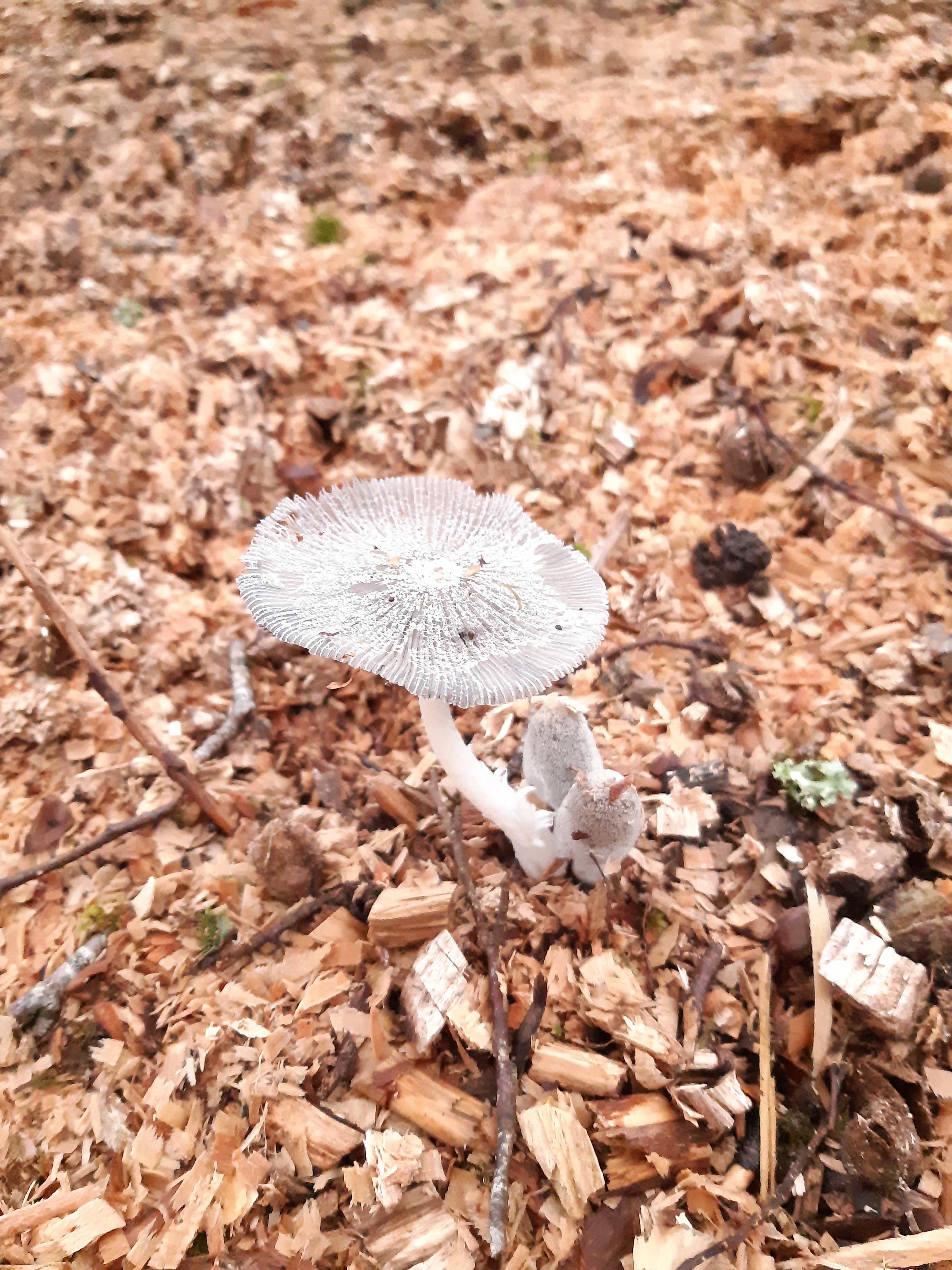 A fungus on wood chips r/pics