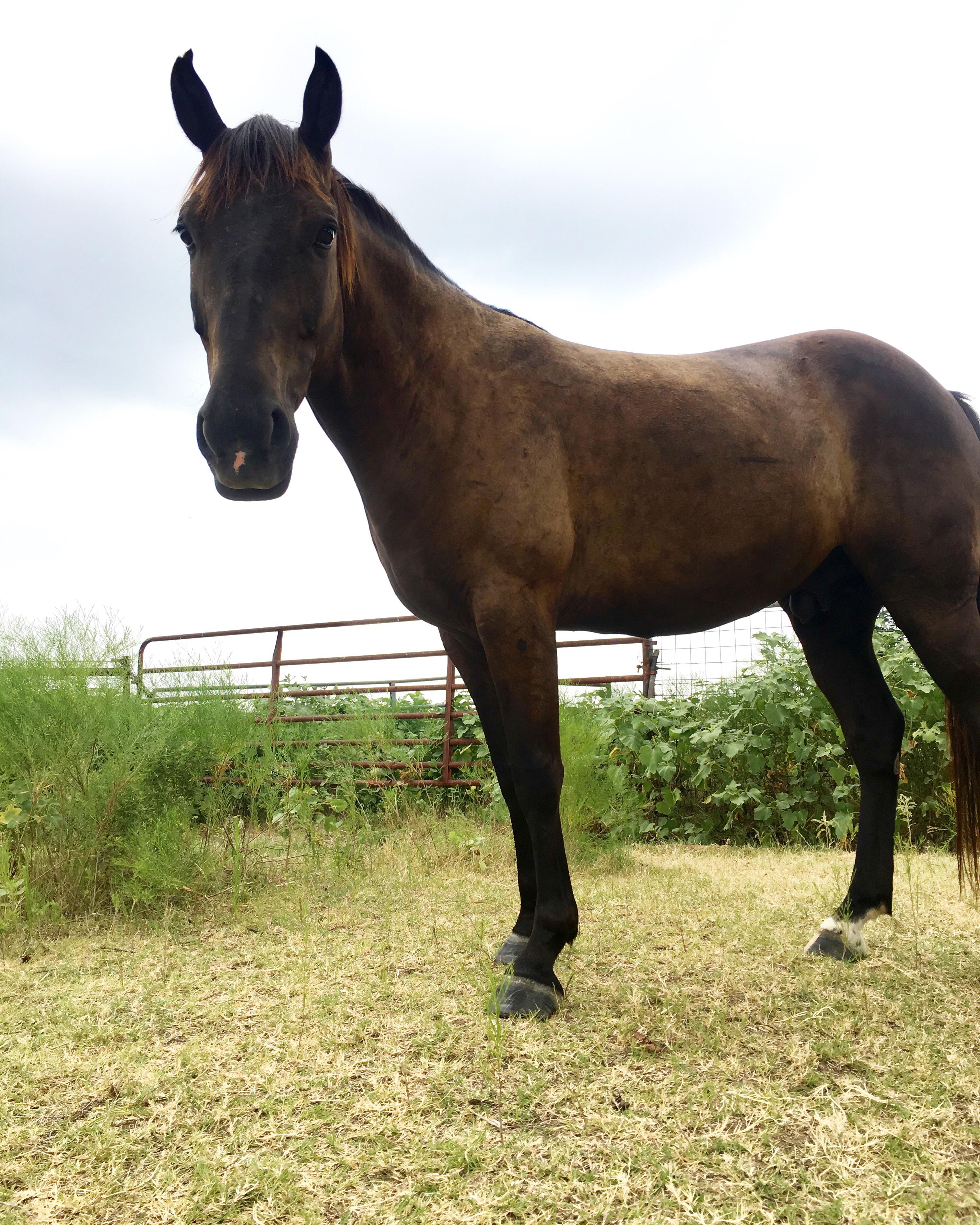 My favorite hobby is taking horses that people call “worthless” or