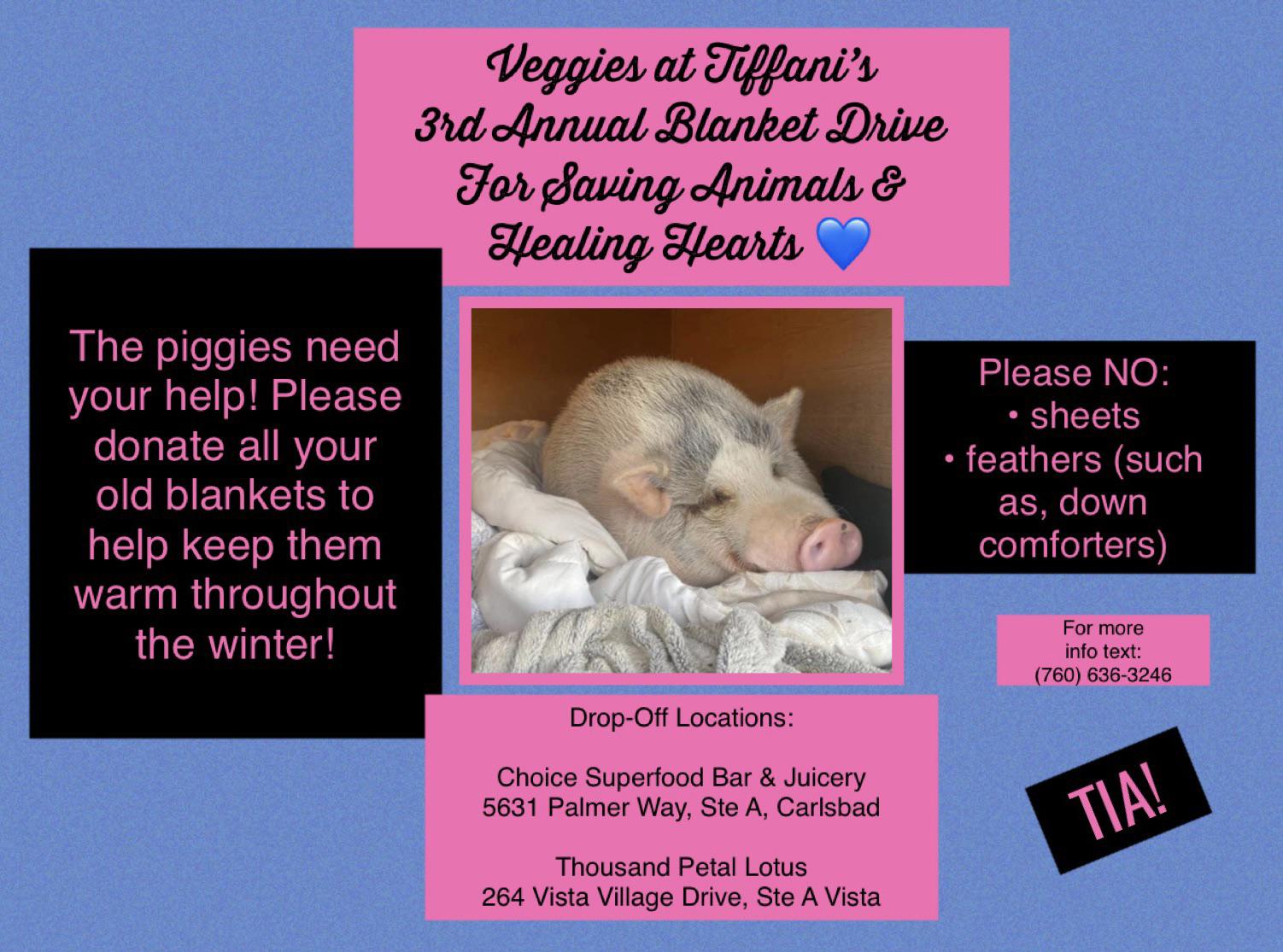 Hi North County! Please donate old blankets to the piggies at Saving