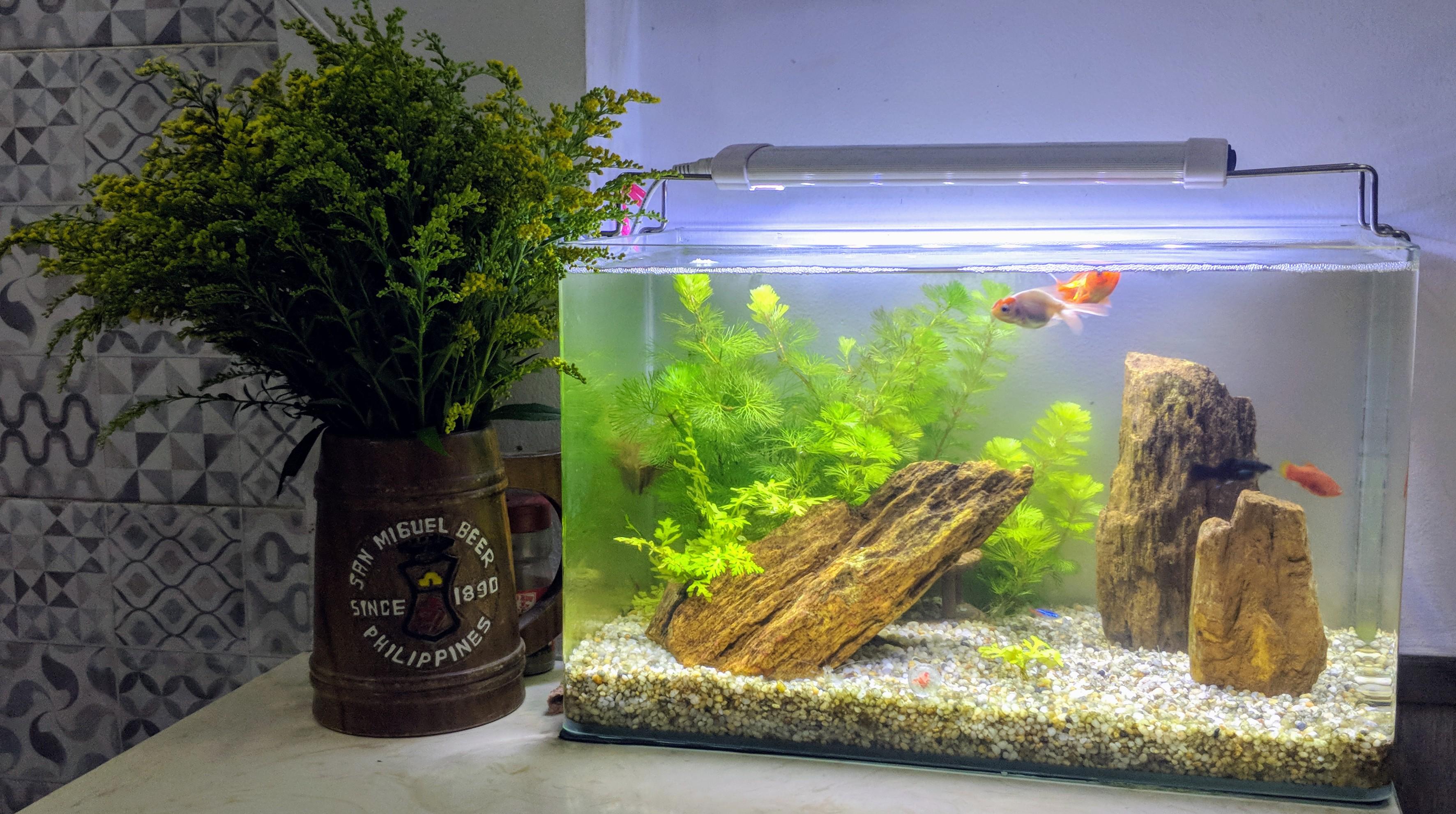 My low tech tank. Still need some plants in the floor, but dont know