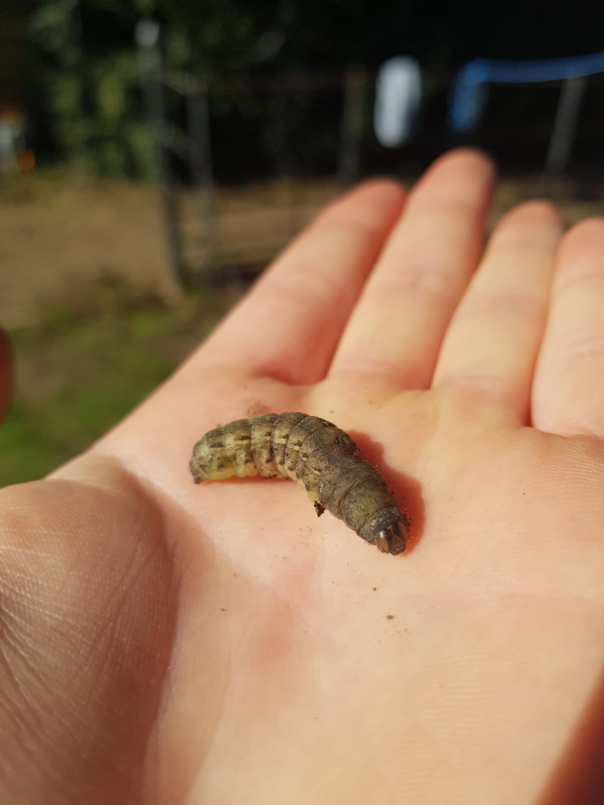 What is this? Little grub found about three inches under soil whilst