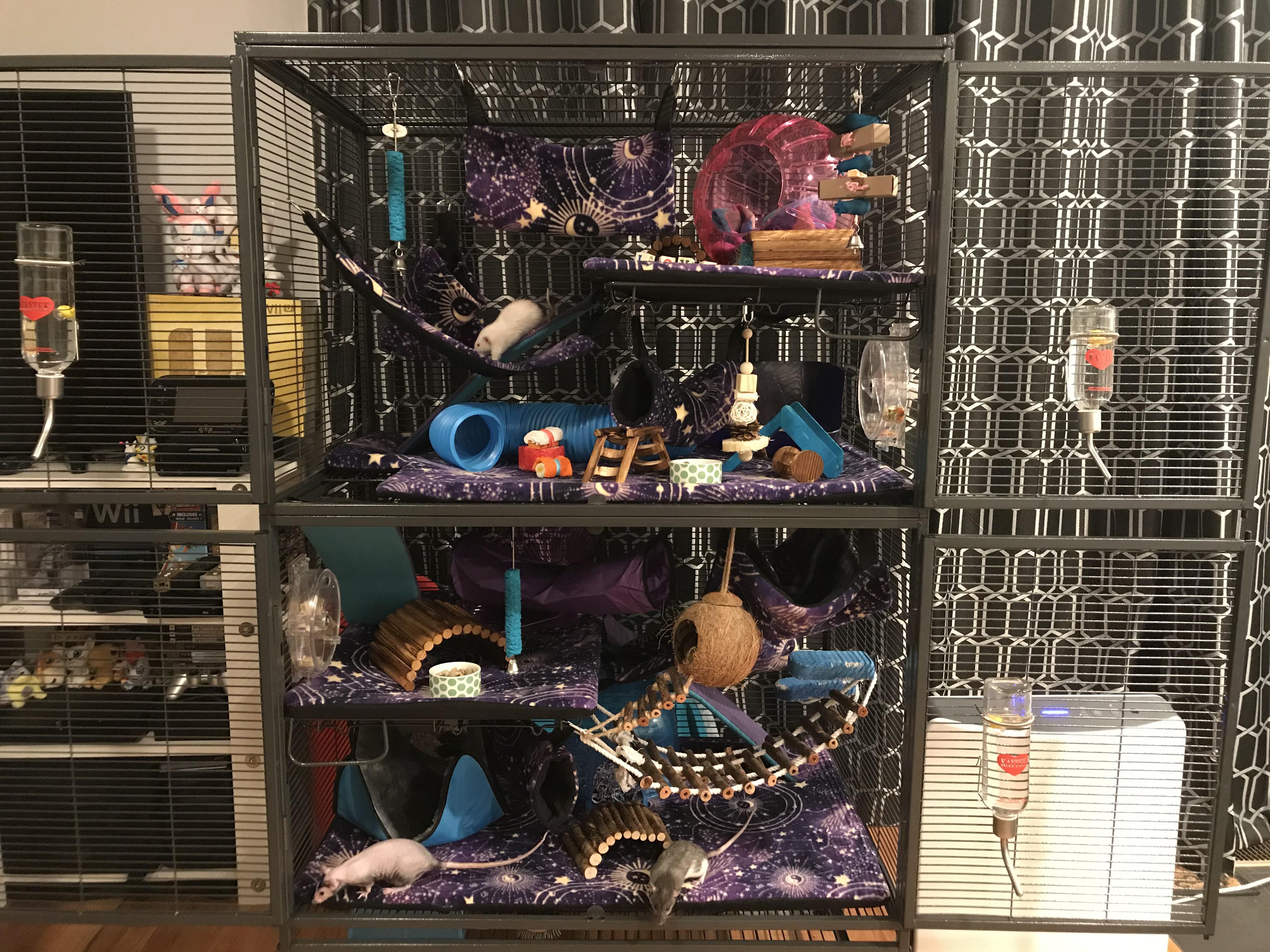New fleece and new cage layout! Aka spot the three mildly upset rats