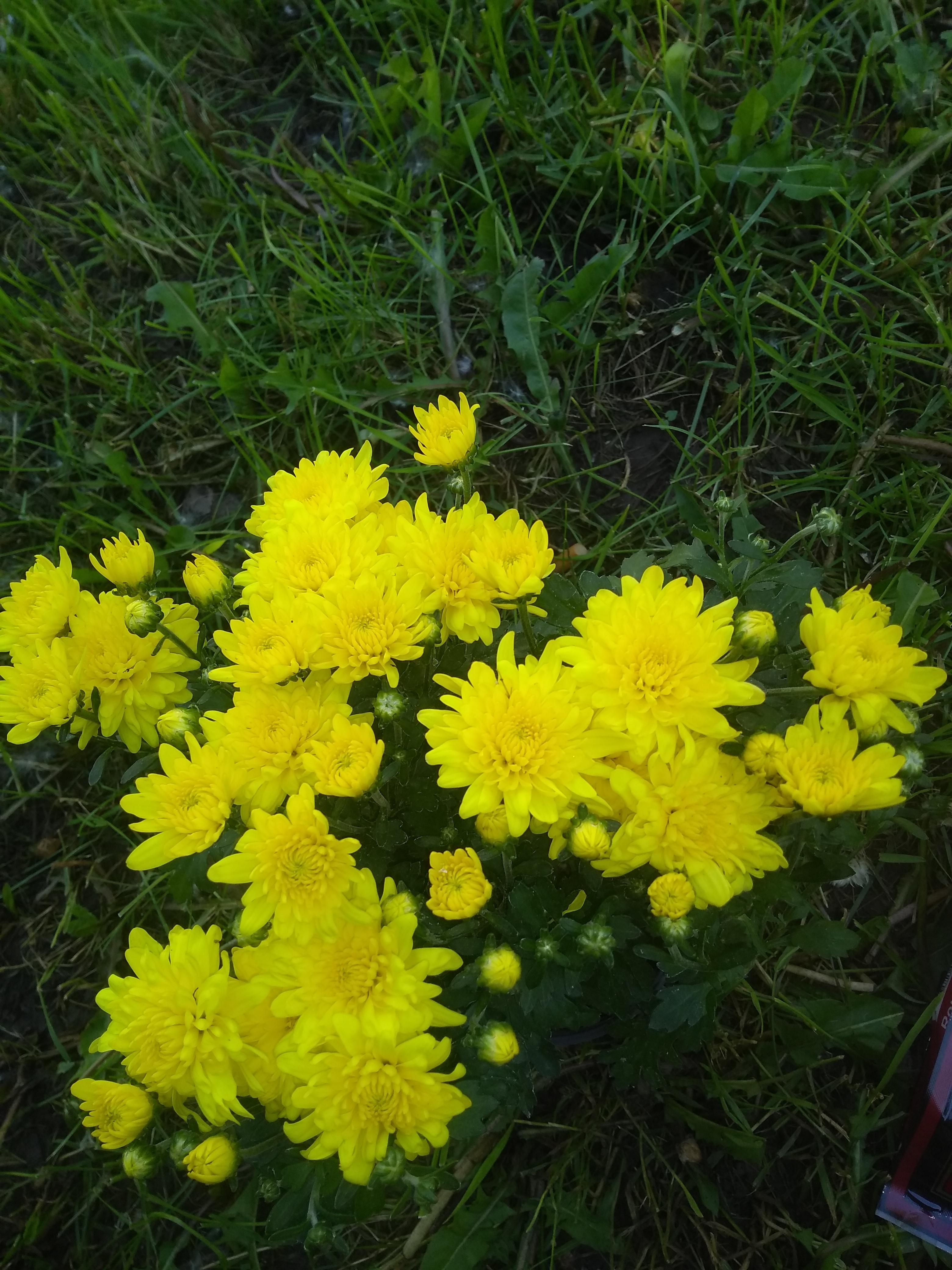 Perennial mums? Zone 5a r/gardening