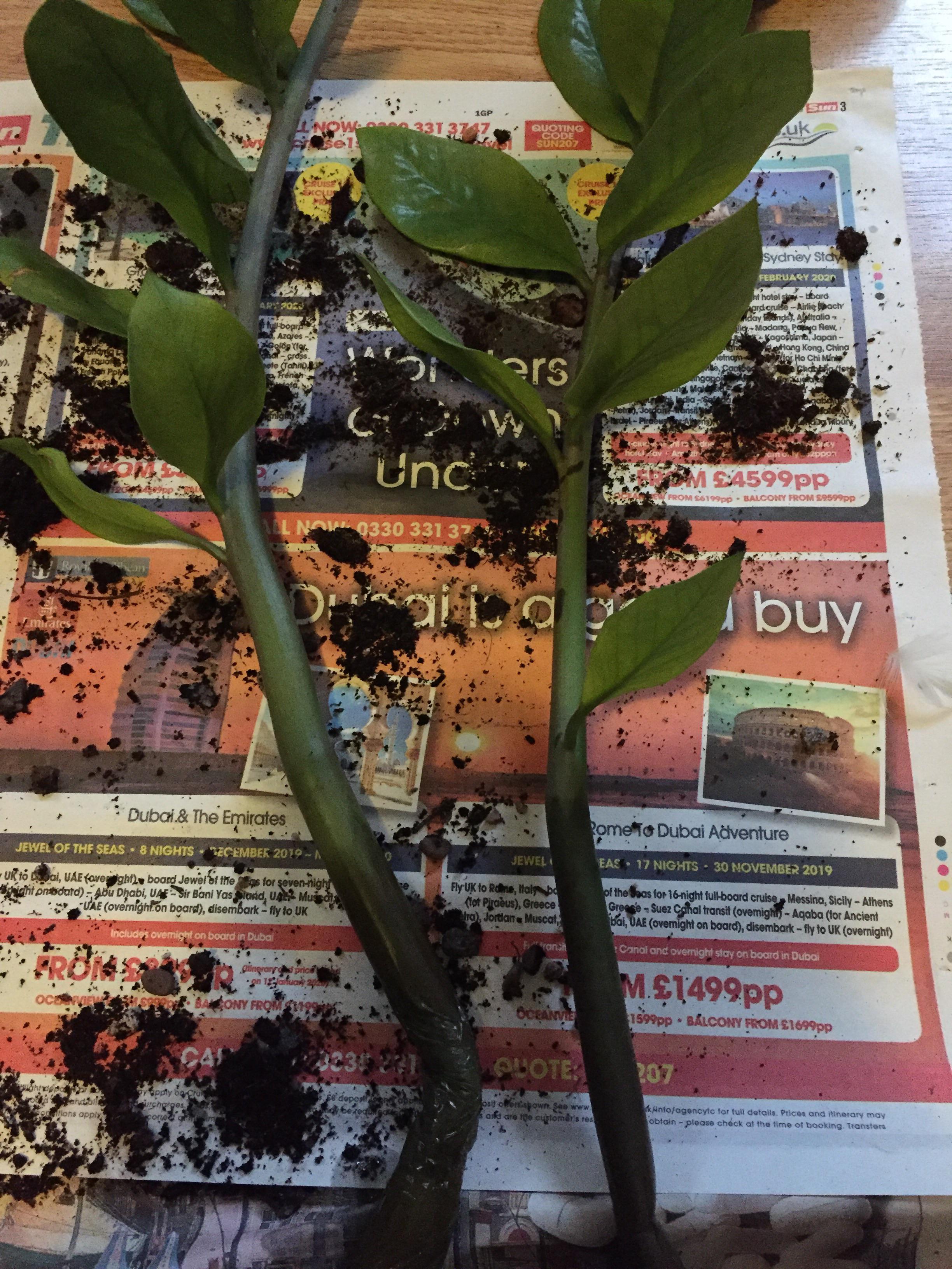 The bottom of these two stems of my ZZ plant have rotted, but there's