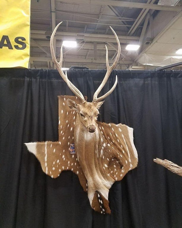 [SAD] Texas taxidermy r/ShitAmericansSay